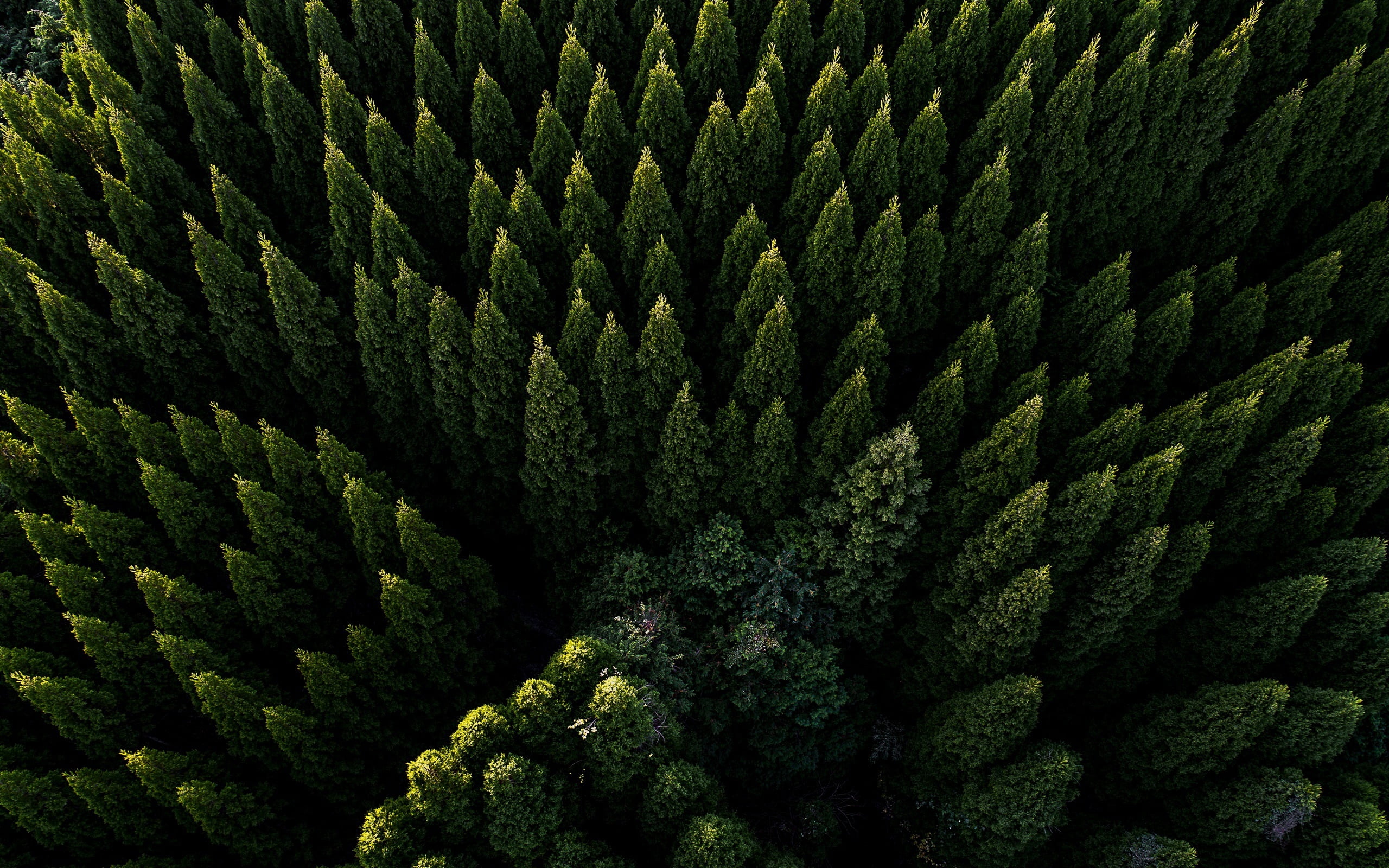 pine trees, aerial view, green, nature, forest, plant, green Color