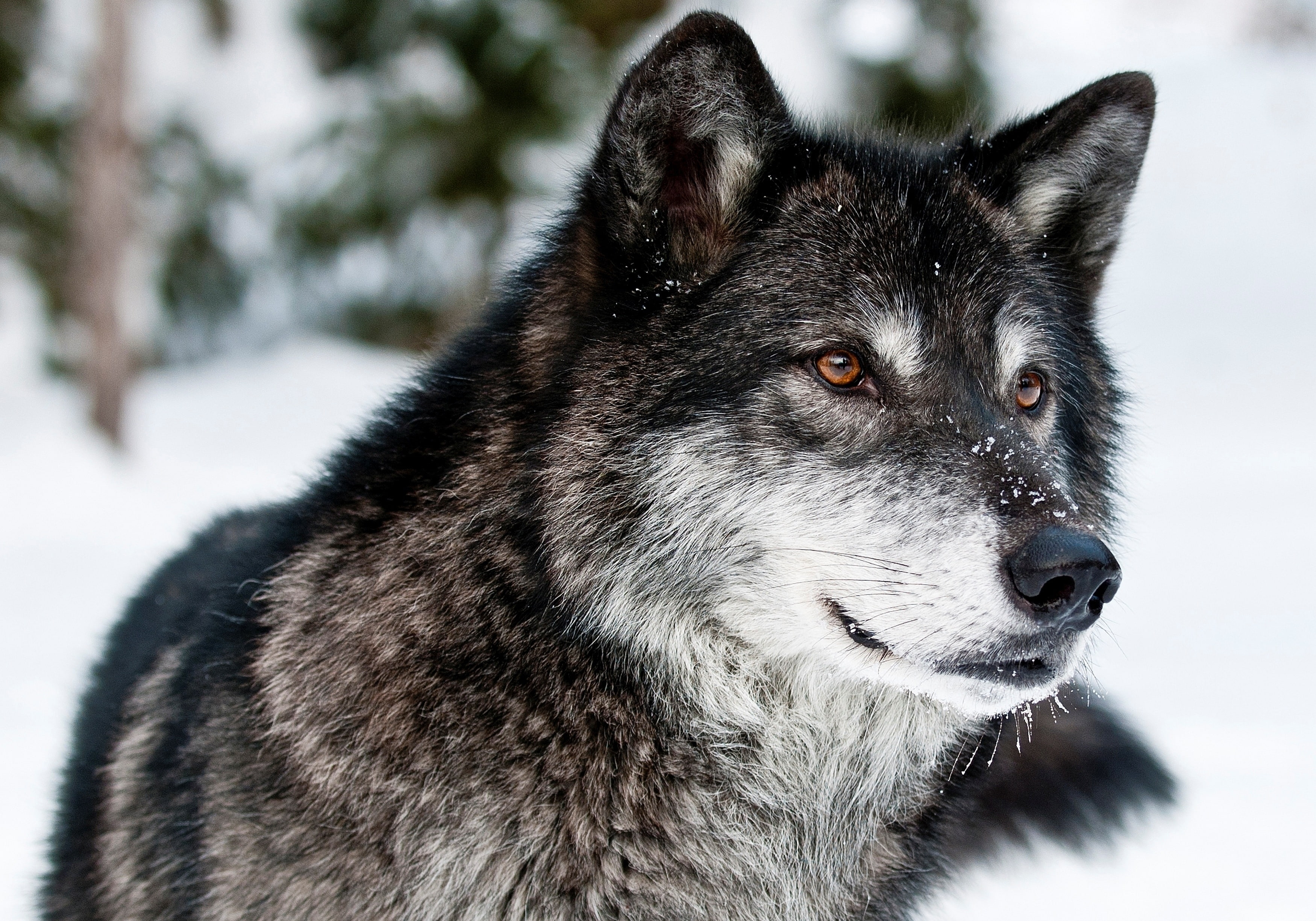 wolf, muzzle, eyes, predator