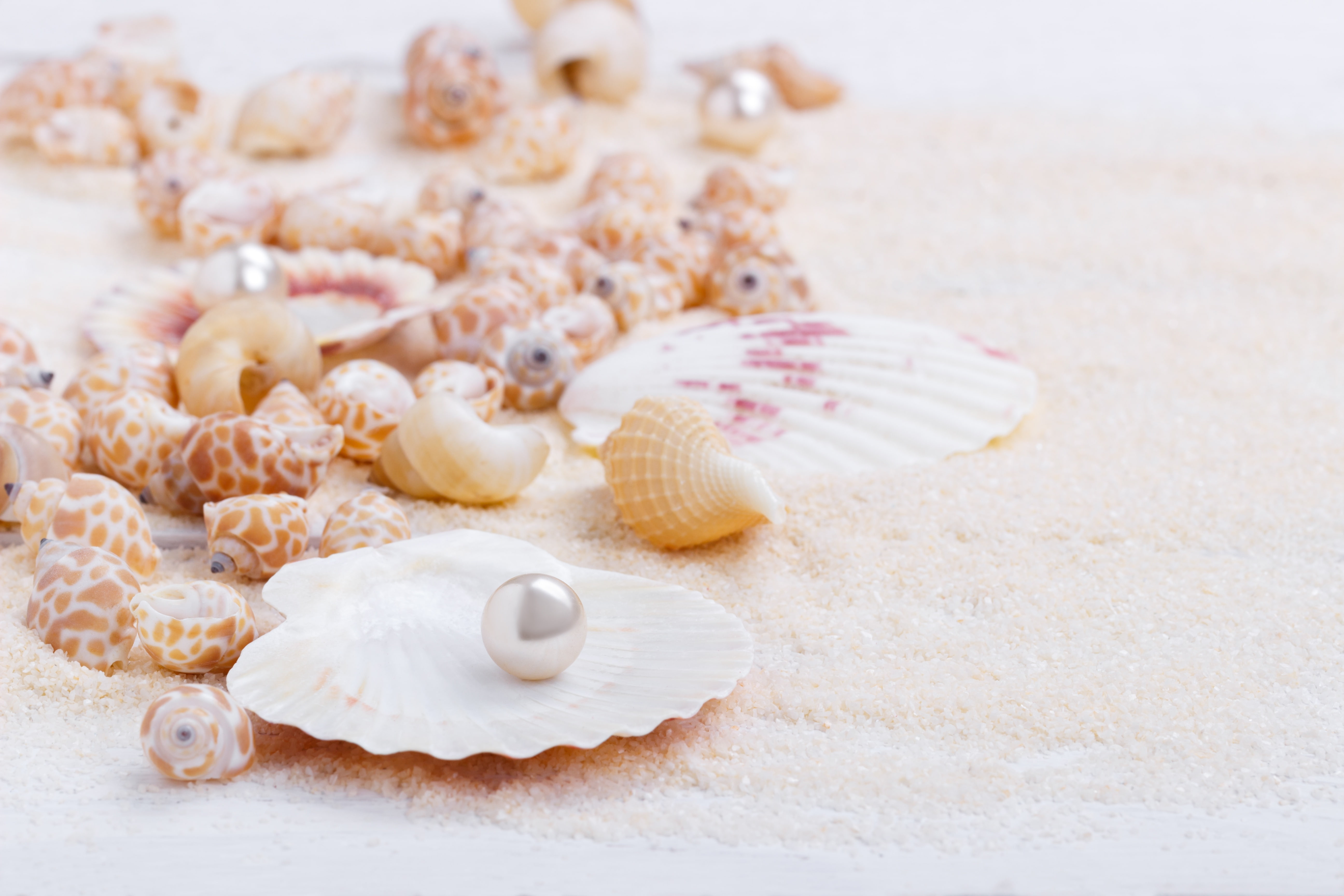 sand, shell, marine, still life, pearl, seashells, perl