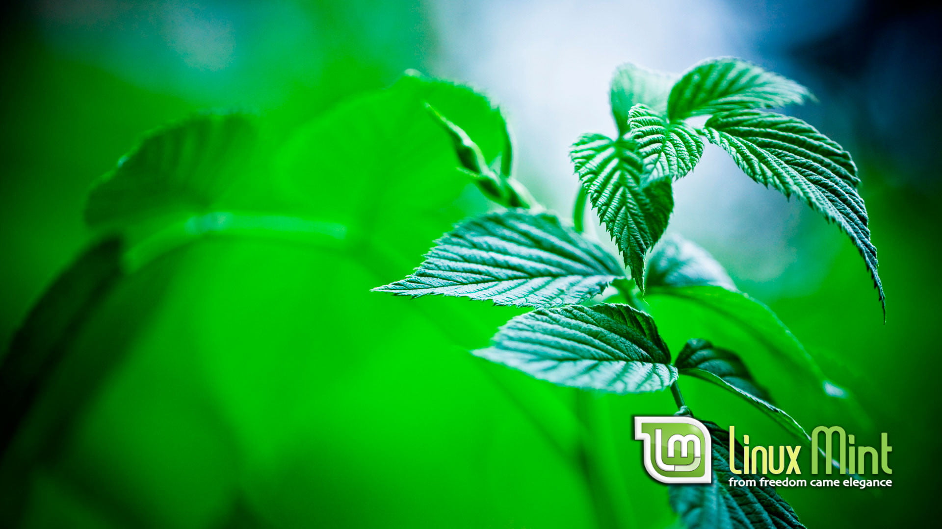 Linux Mint, computer