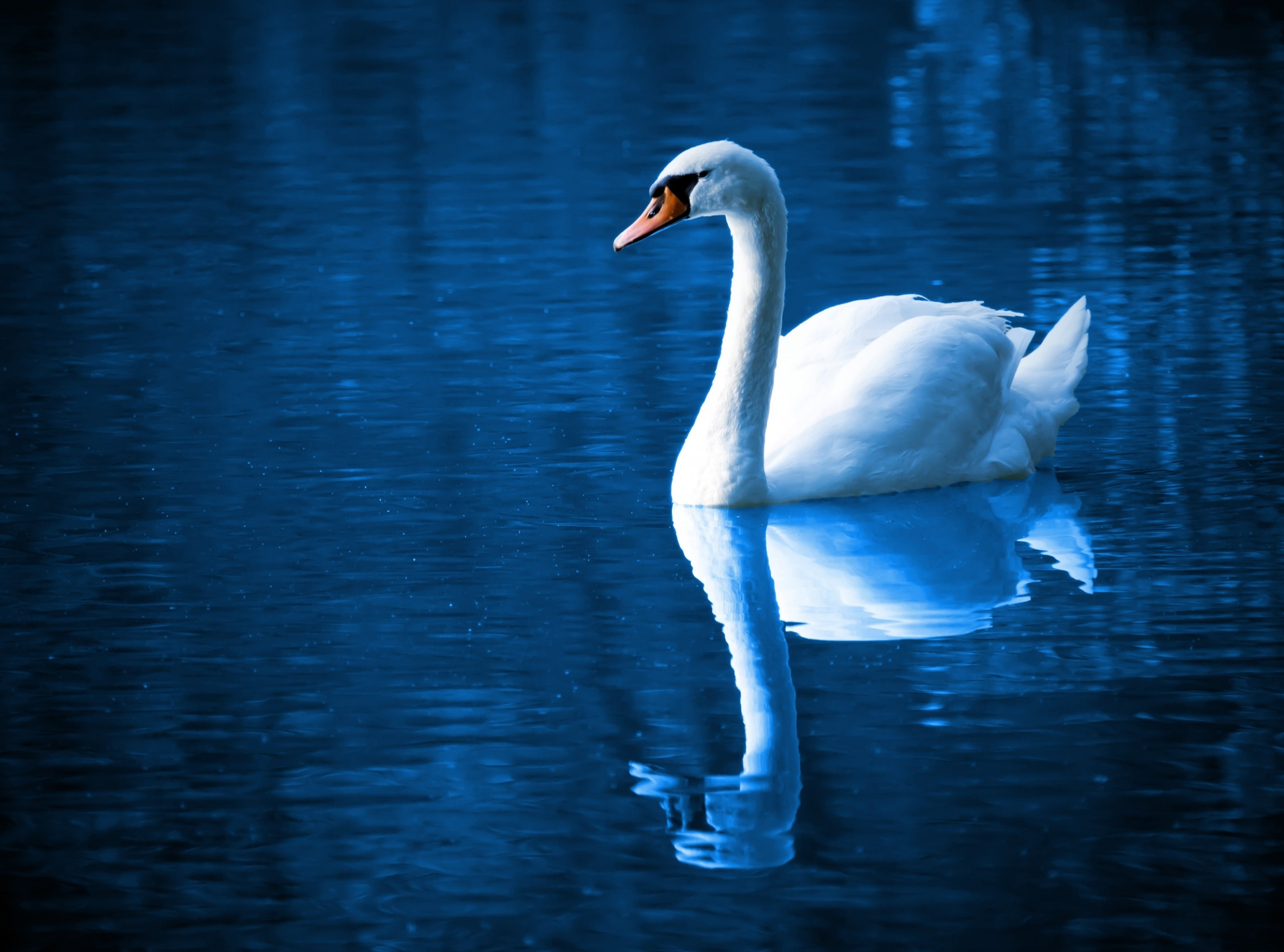 Beautiful Swan, white swan, Animals, Birds, Blue, Color, River