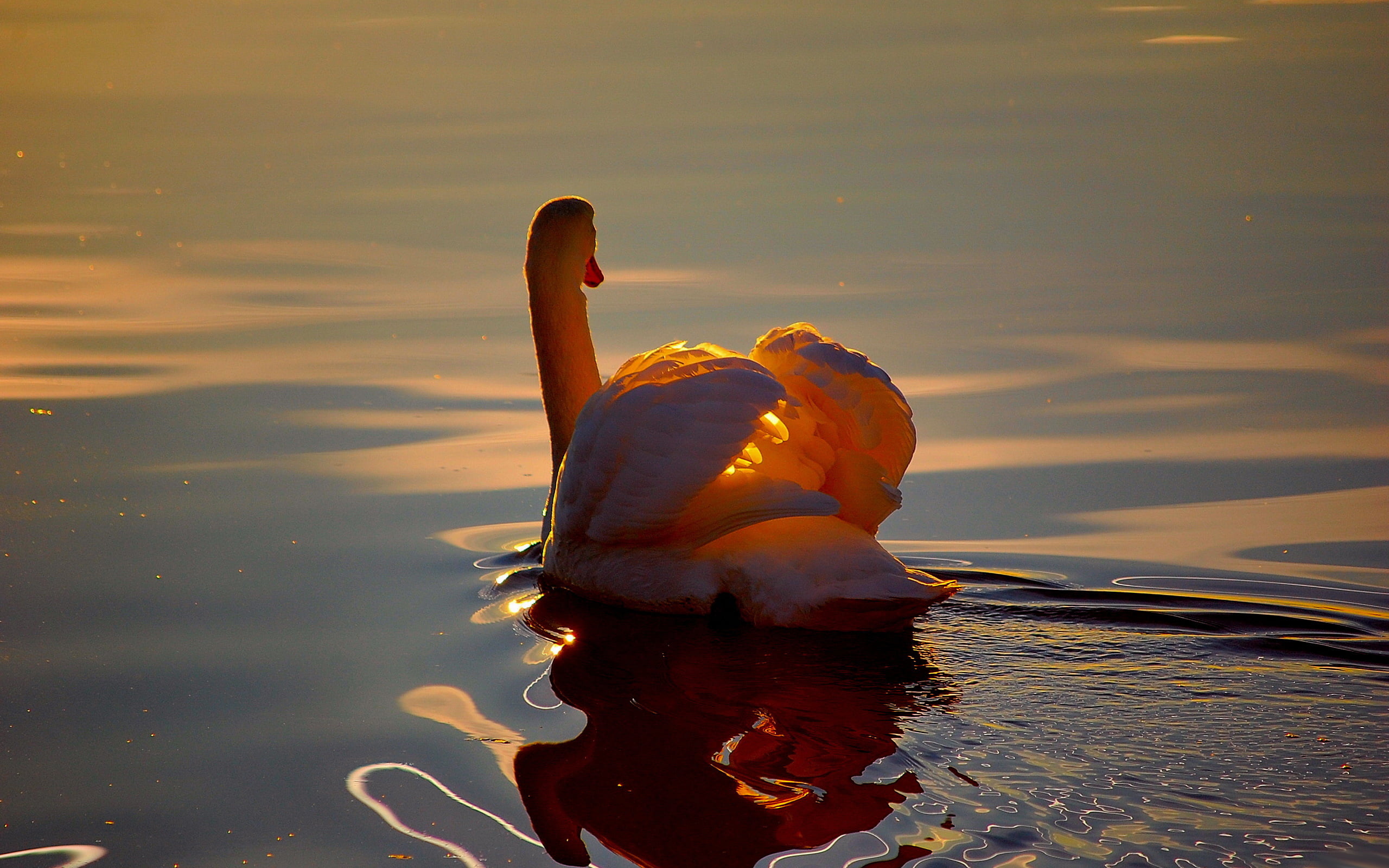 white duck, WATER, WINGS, RUFFLE, REFLECTION, POND, SUNSET, LIGHT