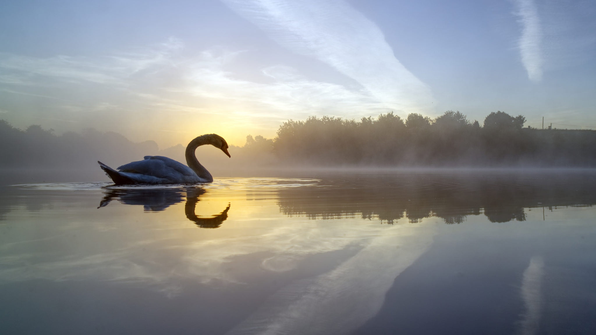 white swan, nature, water, sky, animals, reflection, lake, animal themes