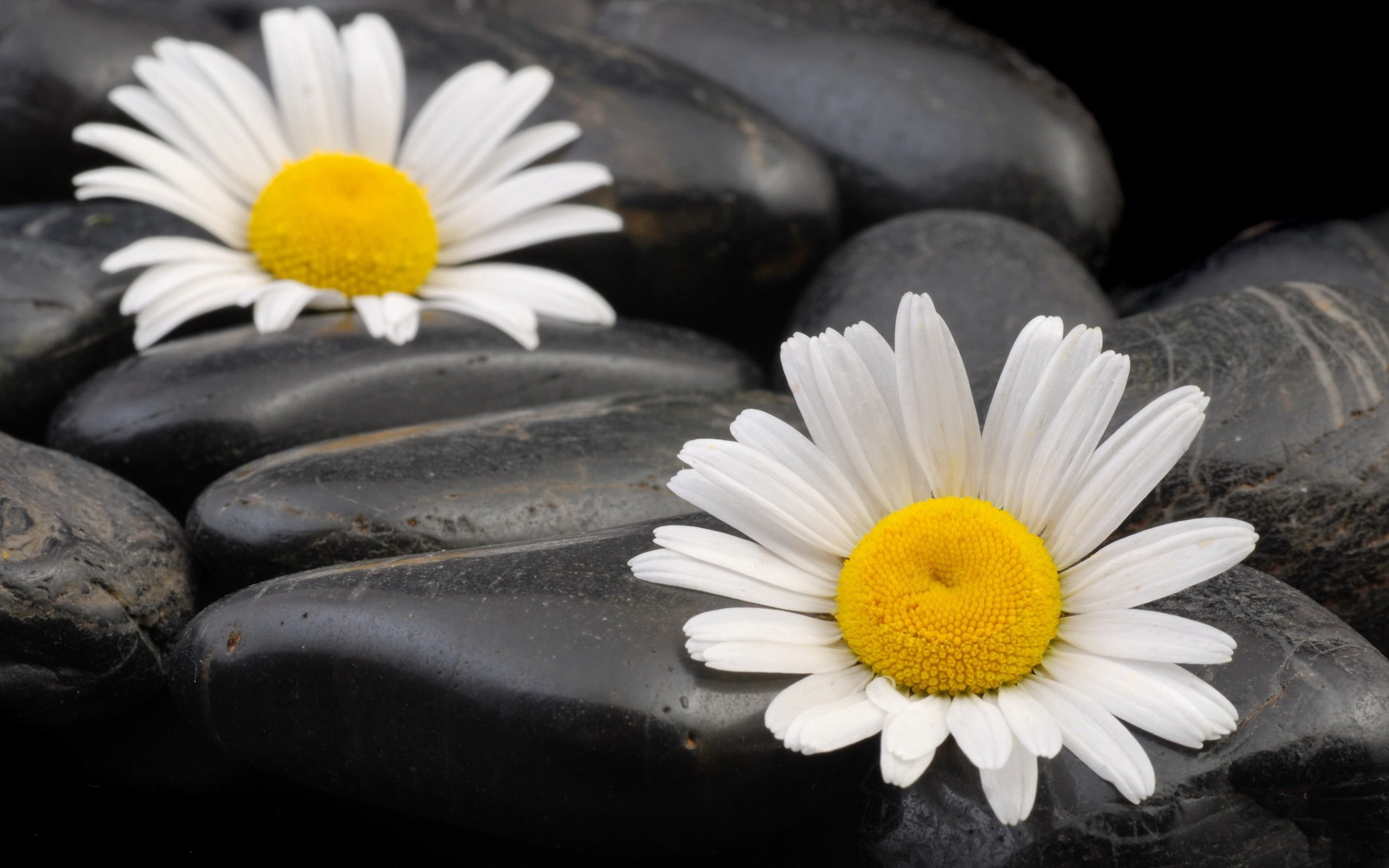 two white common daisy flowers, couple, stones, daisies, petals