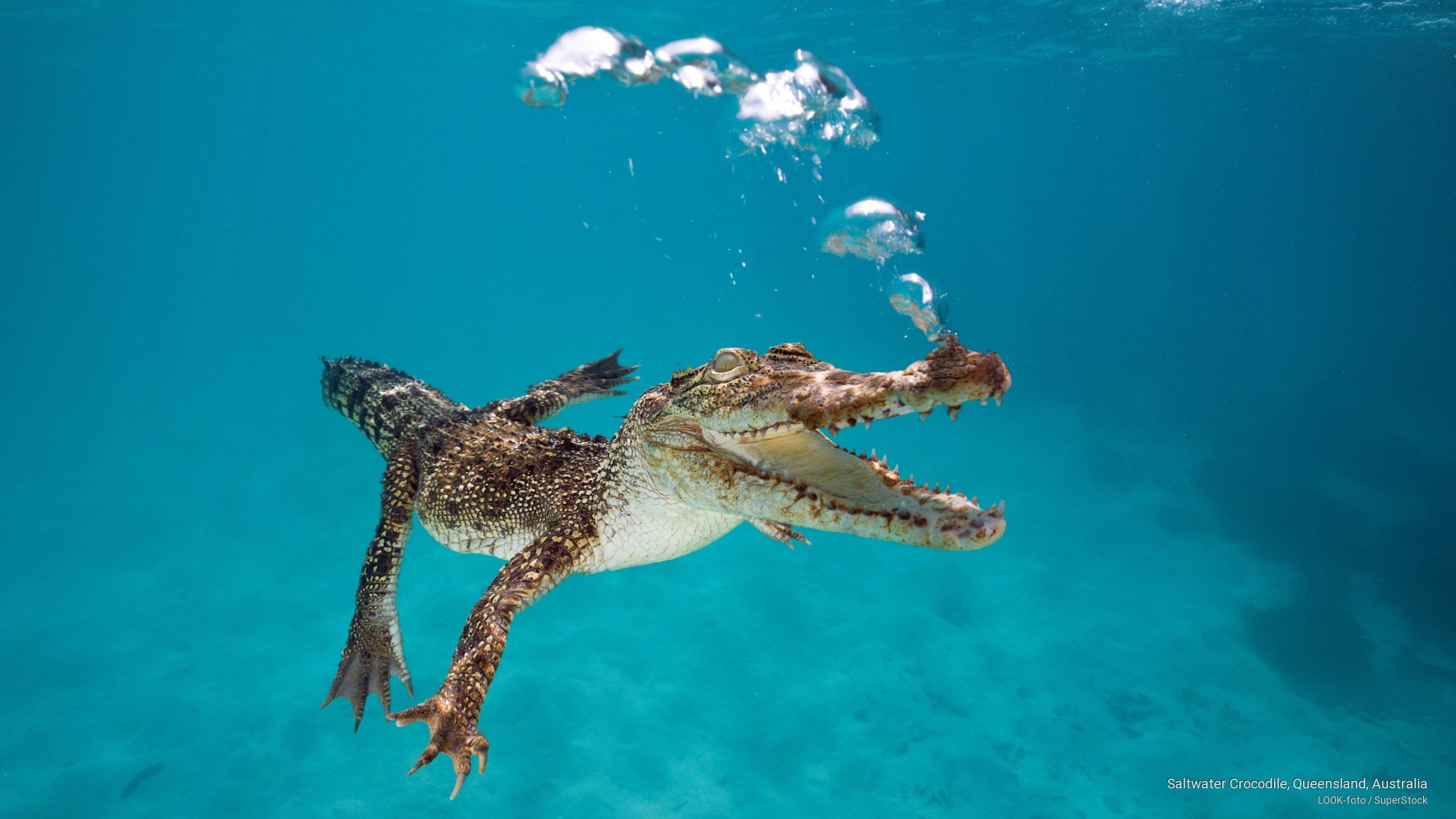 Saltwater Crocodile, Queensland, Australia, Animals