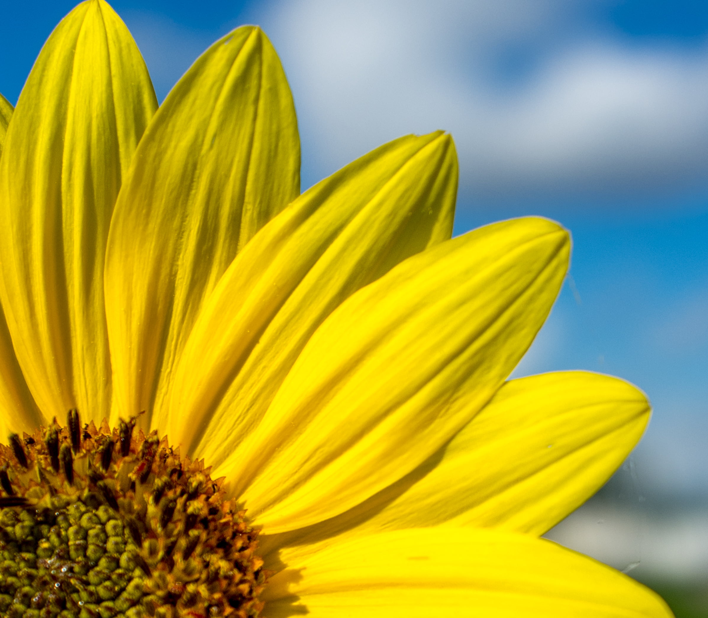 close up photo of sunflower during day time, art, black, bokeh