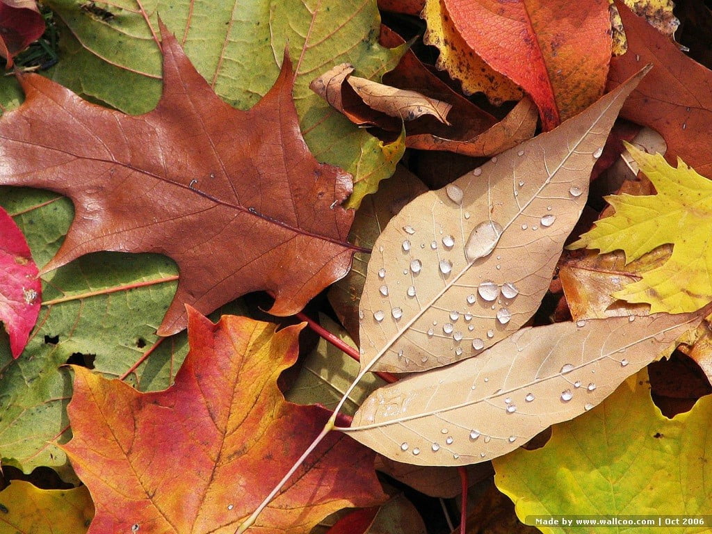brown and green maple leaves, nature, water drops, fall, leaf