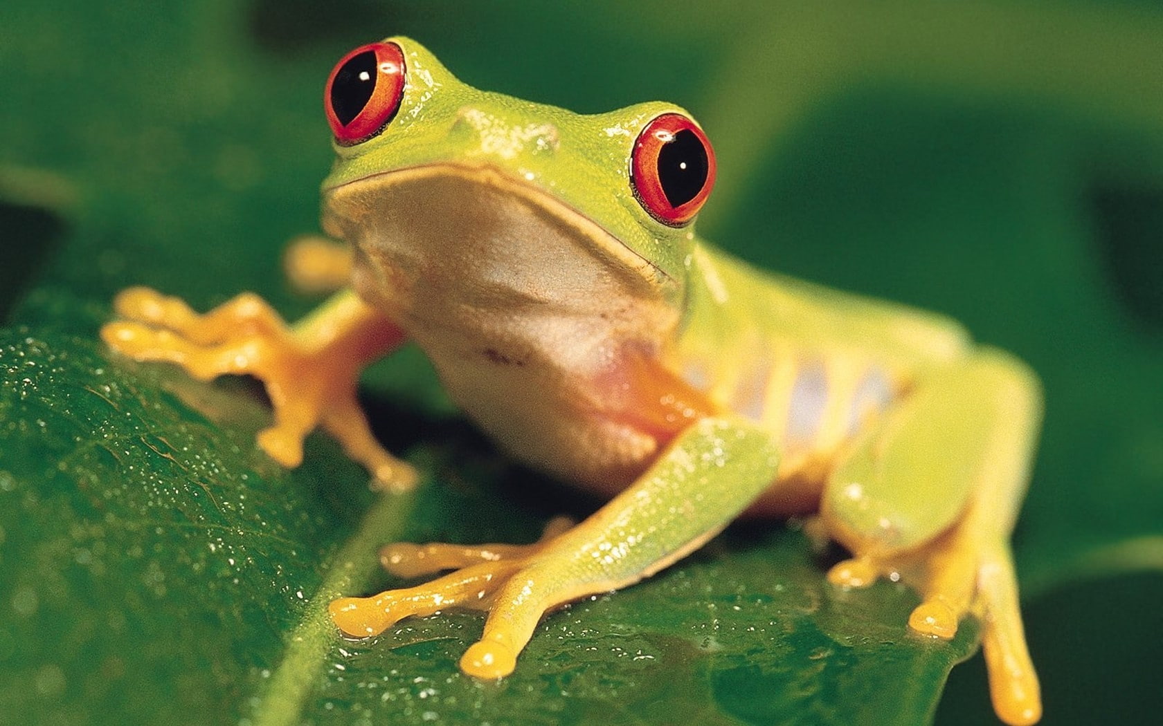 Free download | HD wallpaper: red multicolor frogs redeyed tree frog ...