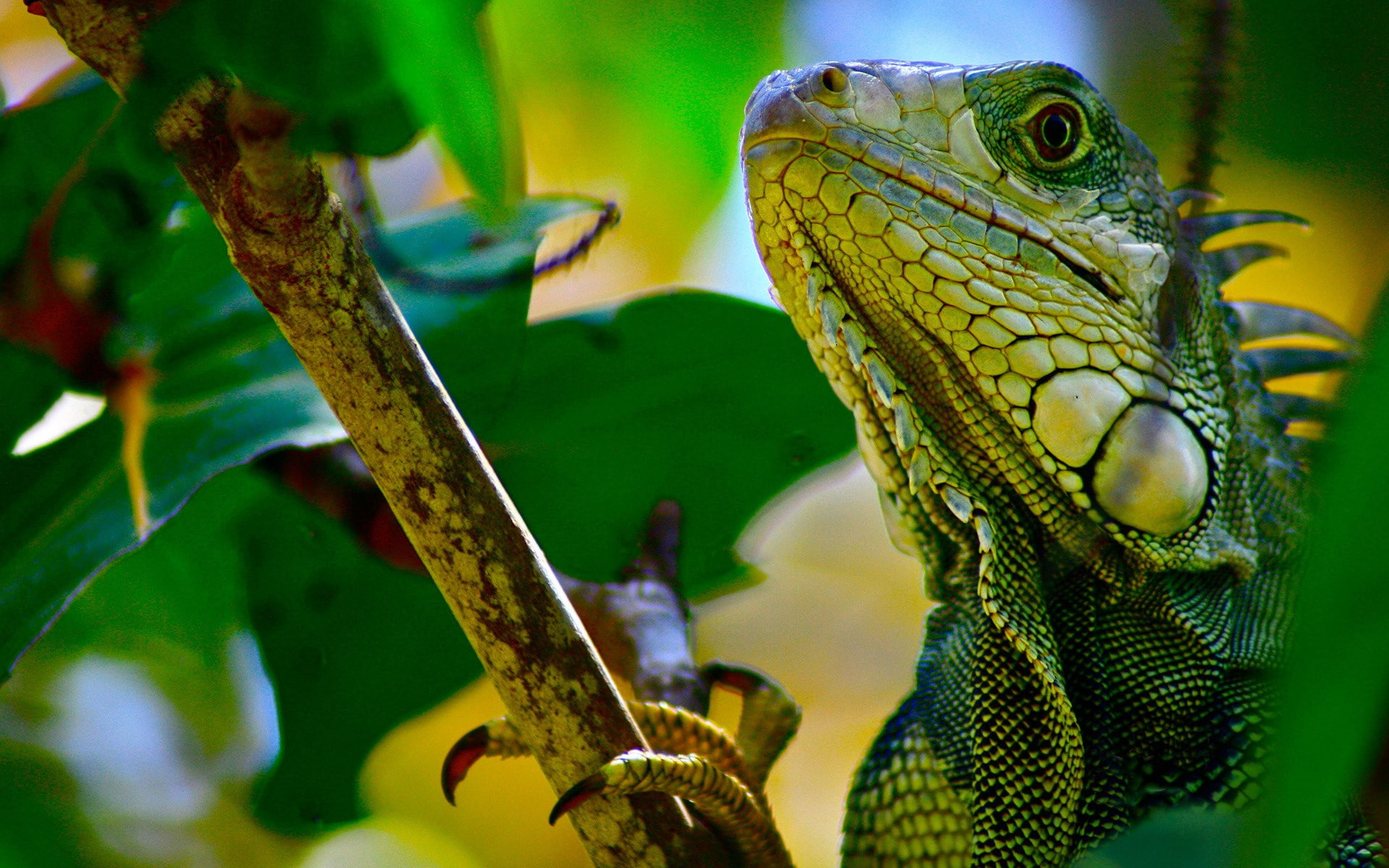 iguana