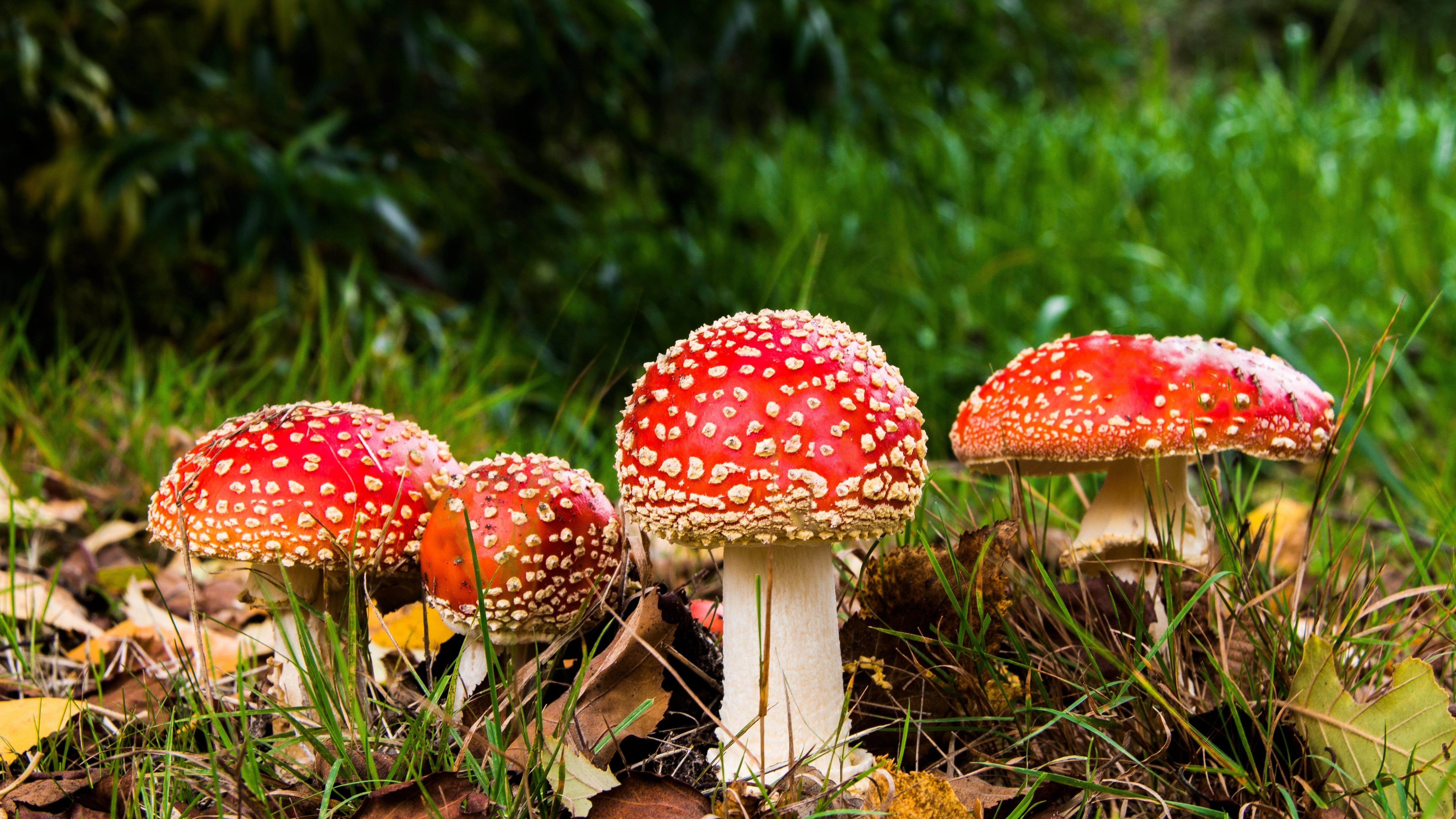 mushroom, mushrooms, fly agaric, fungus, amantia muscaria, psychoactive