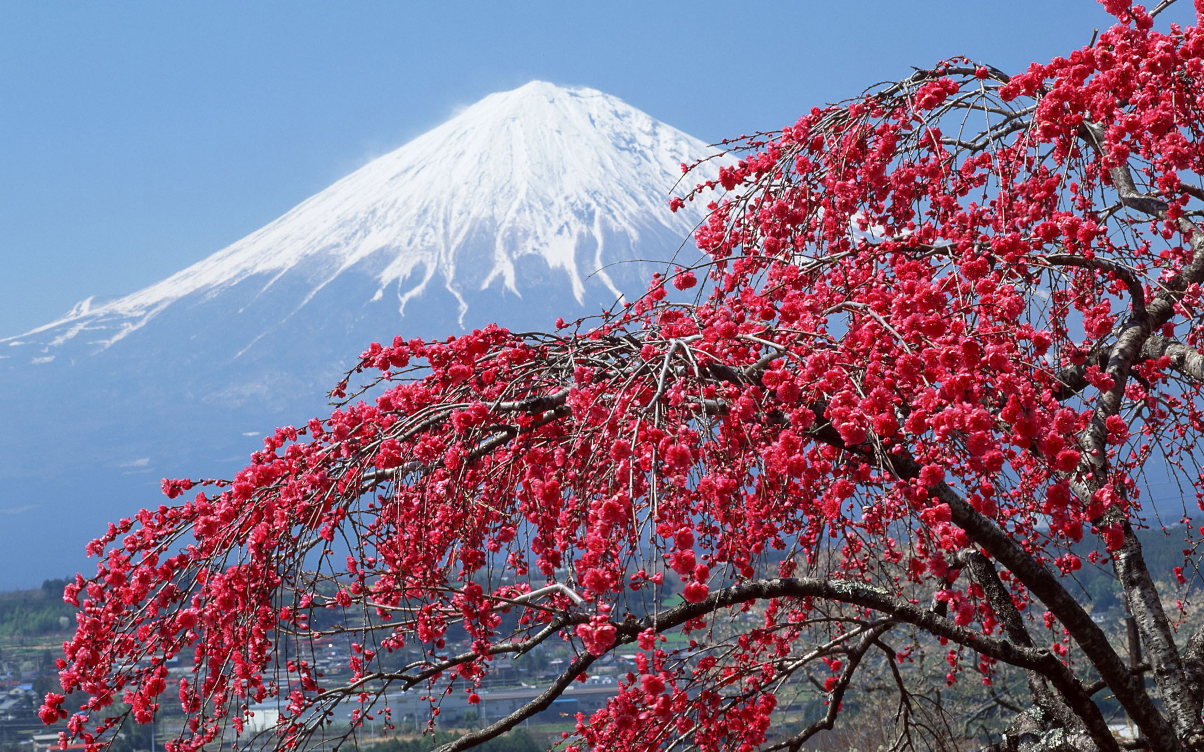 Spring Landscape Mount Fuji Peak Covered With Snow Sakura Blossomed Tree Desktop Wallpaper Hd Widescreen Free Download For Windows