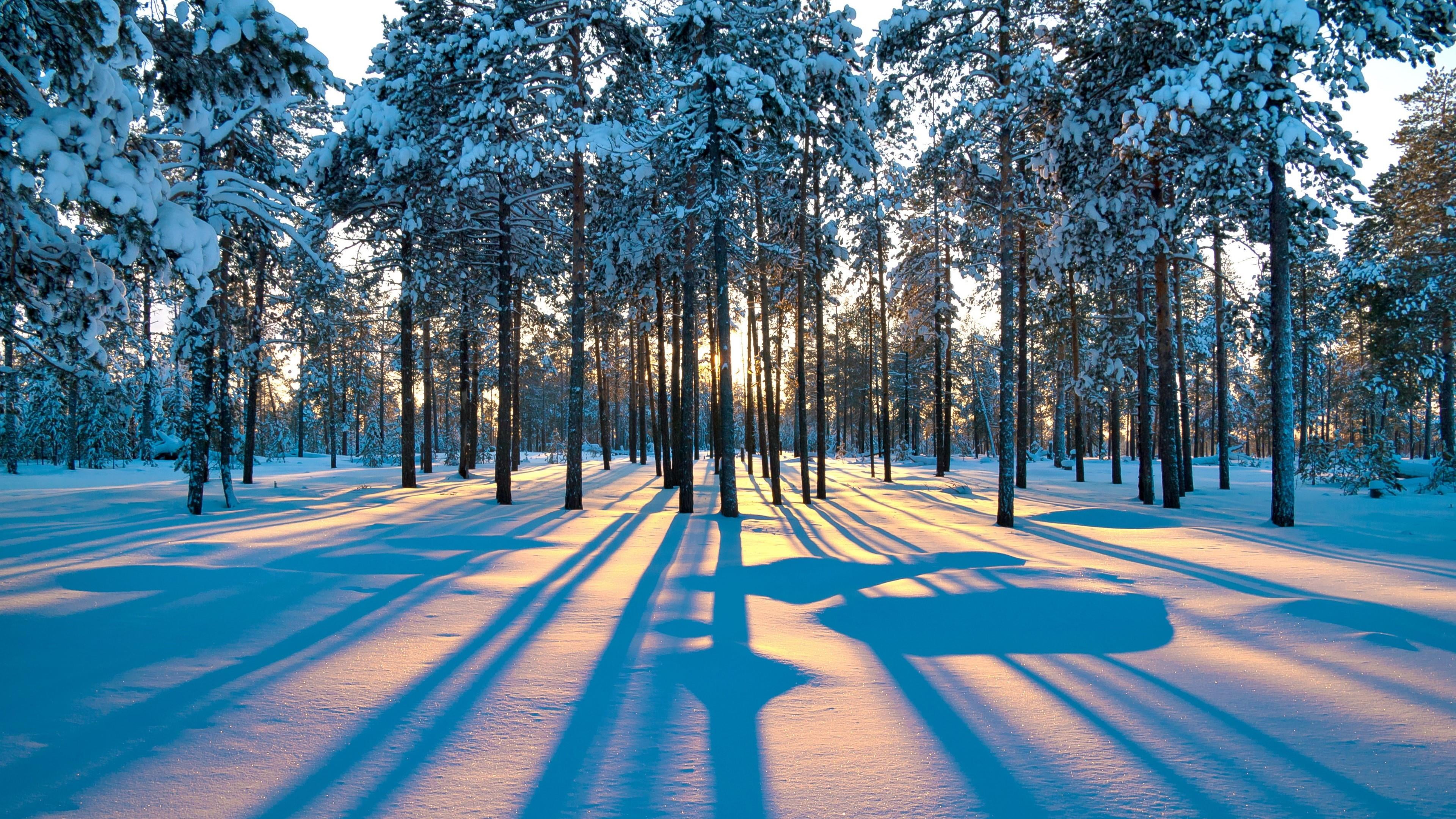 light, snowy, calm, shadow, sunlight, fir forest, morning, woodland