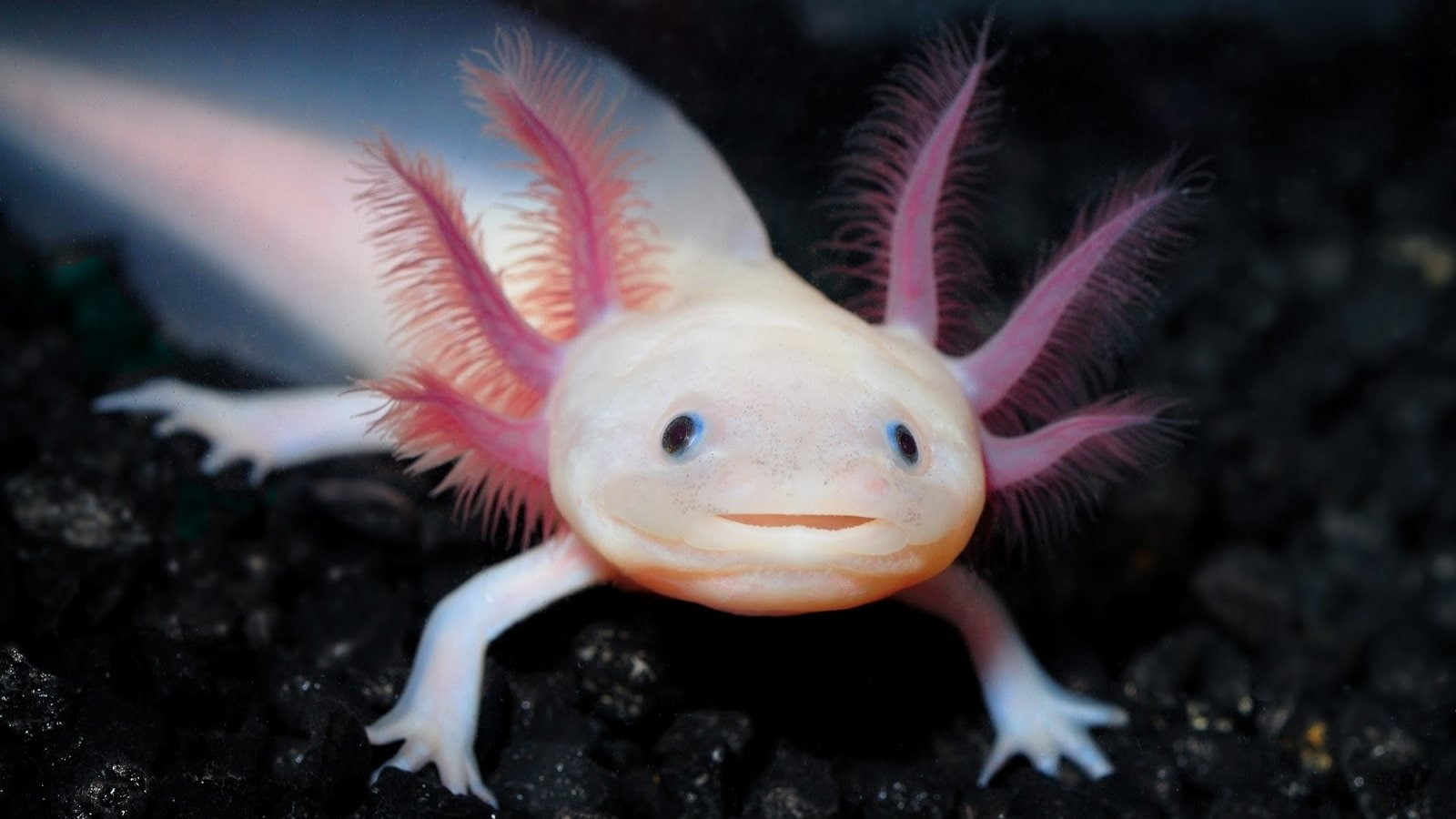 Animal, Axolotl