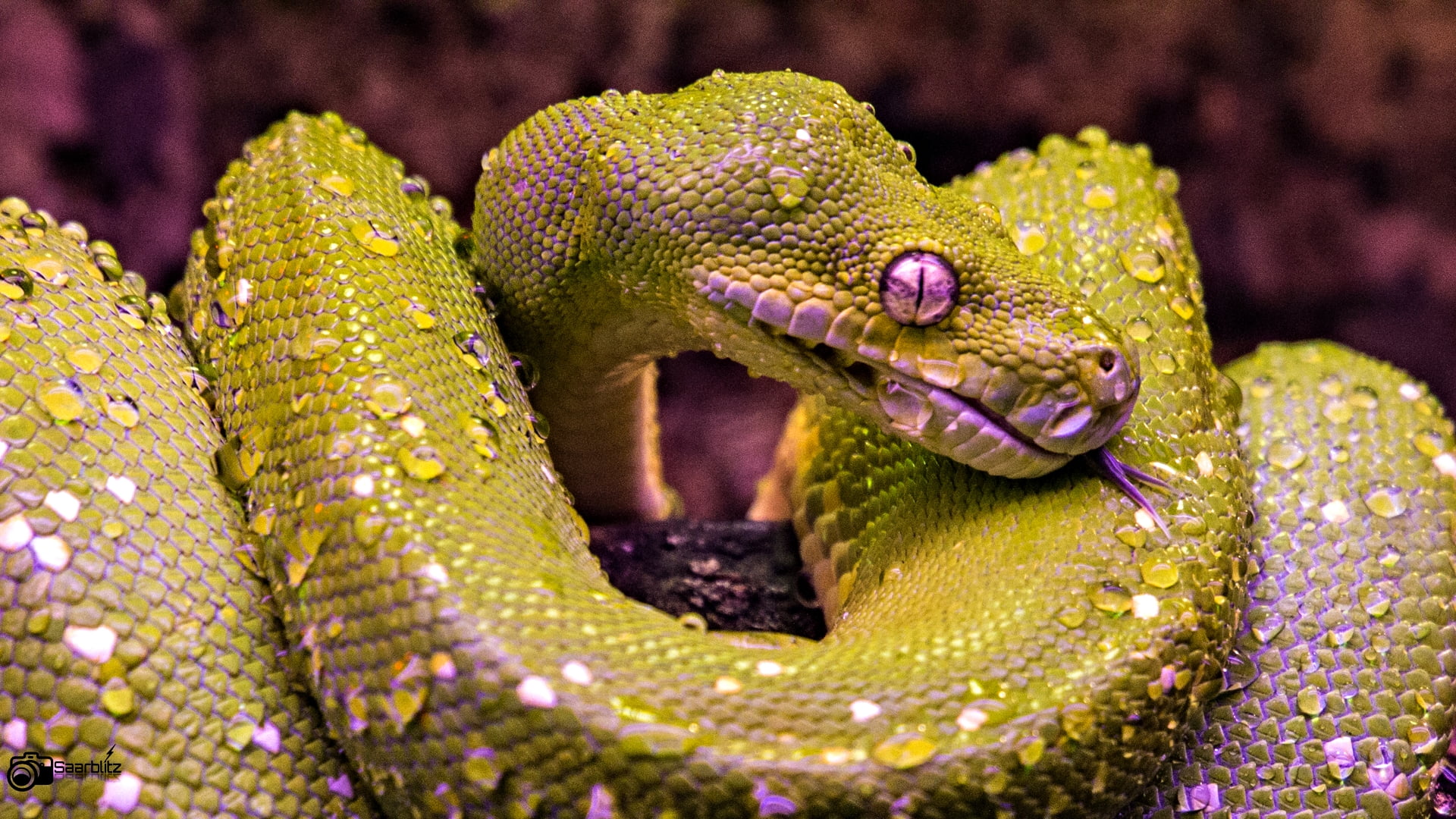 closeup photo of green and purple snake digital wallpaper, Frisch