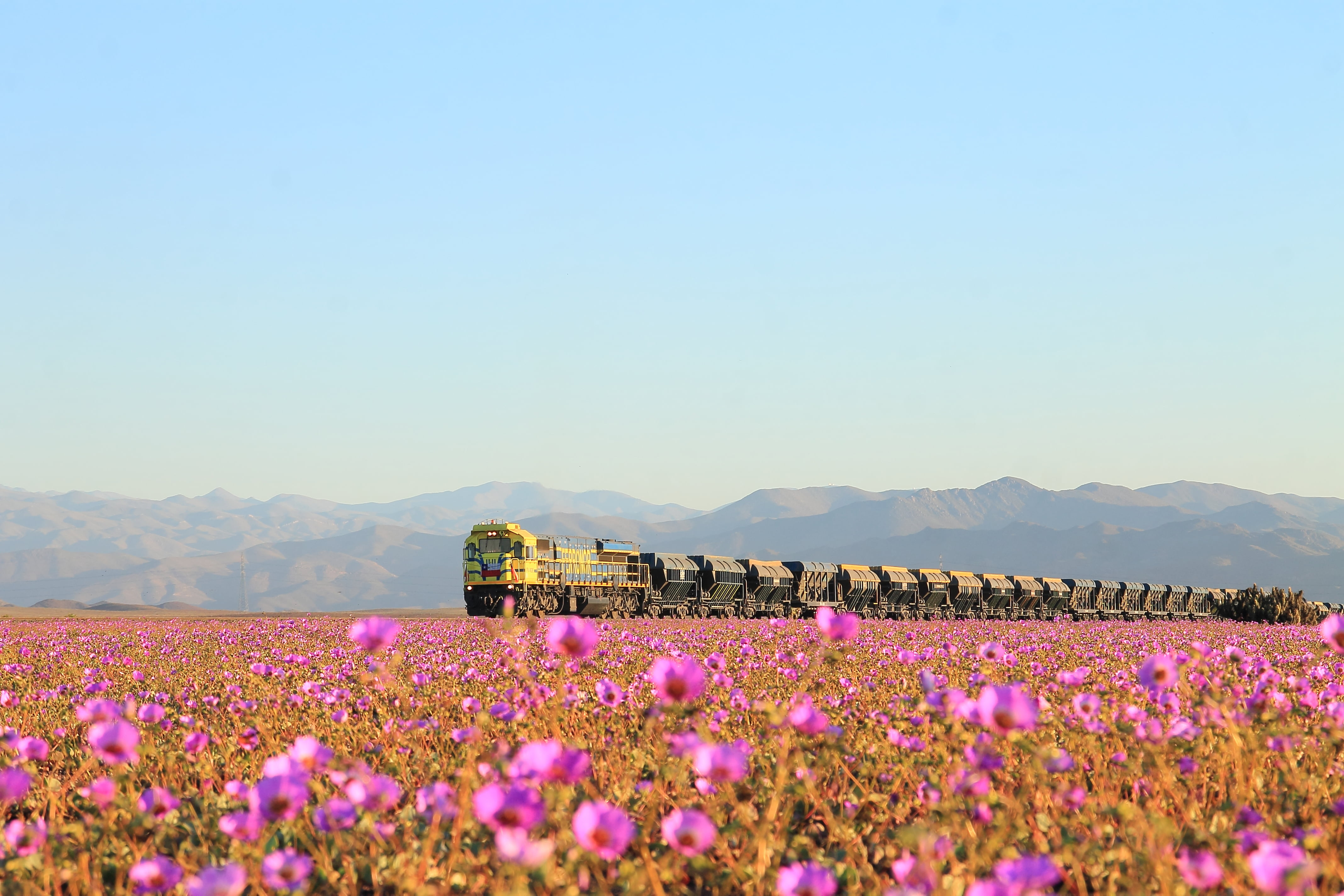 field of pink flowers and train at distance under calm sky, atacama, atacama