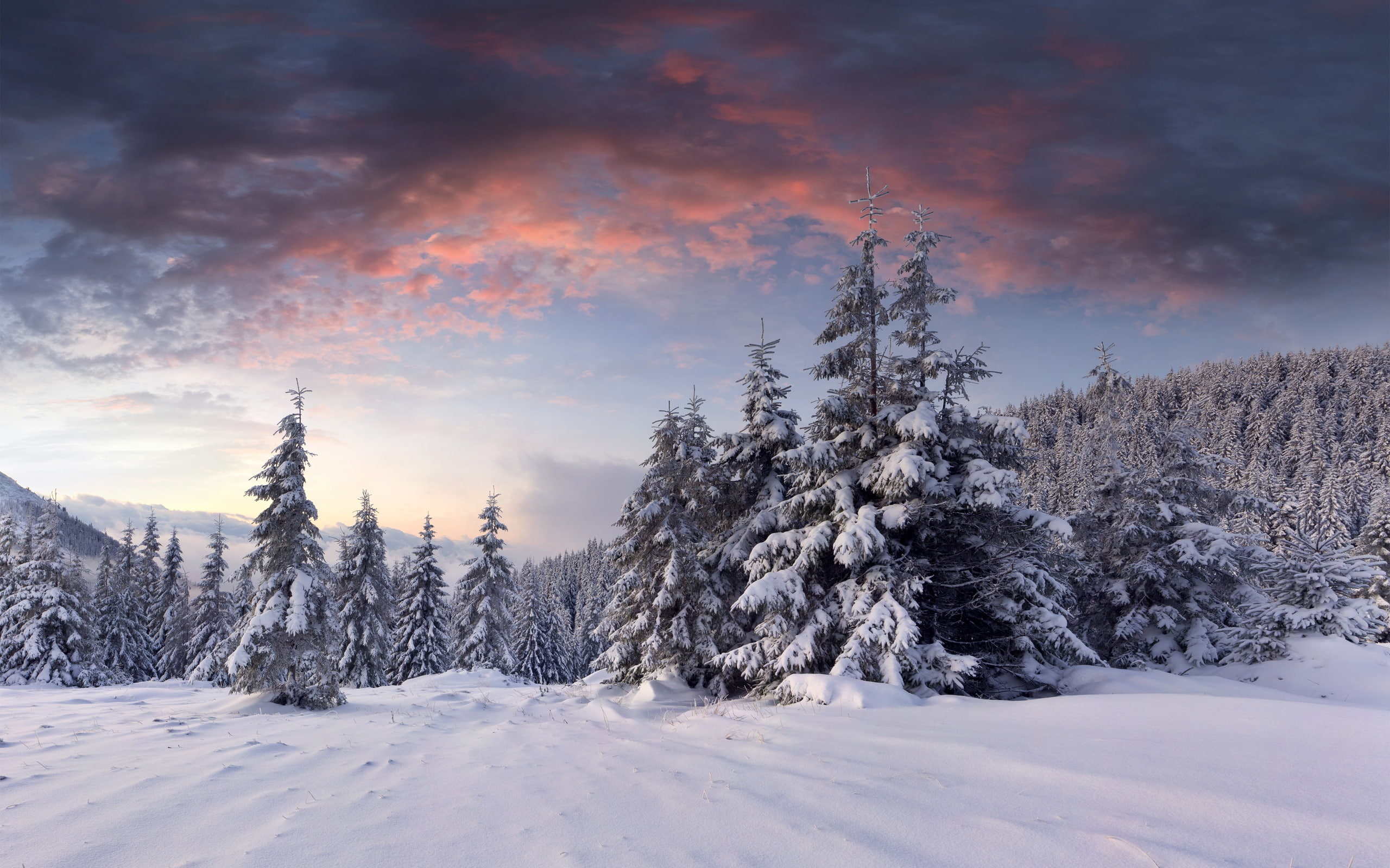 Snow, sunrise, clouds, winter, trees, forest, brown fir trees covered with snow