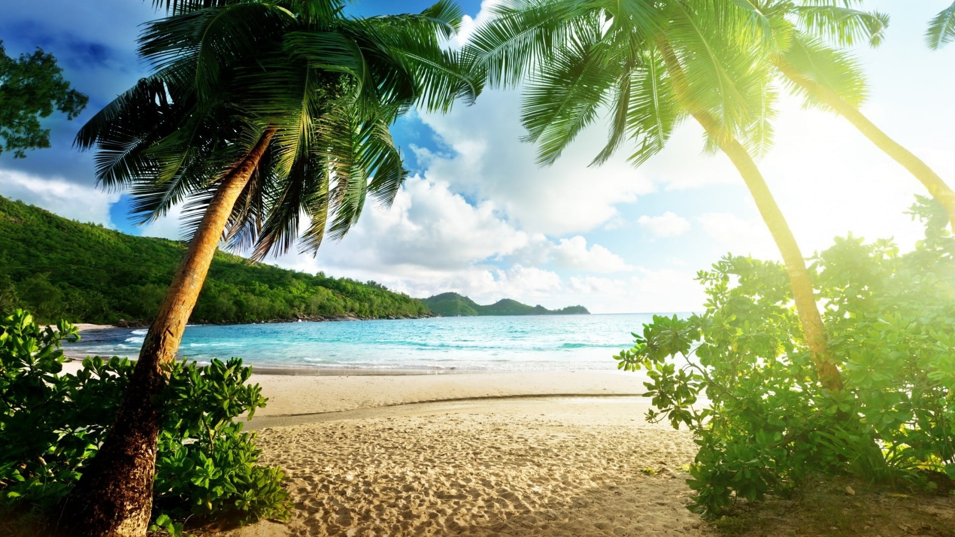 coconut trees near seashore, nature, landscape, tropical, beach