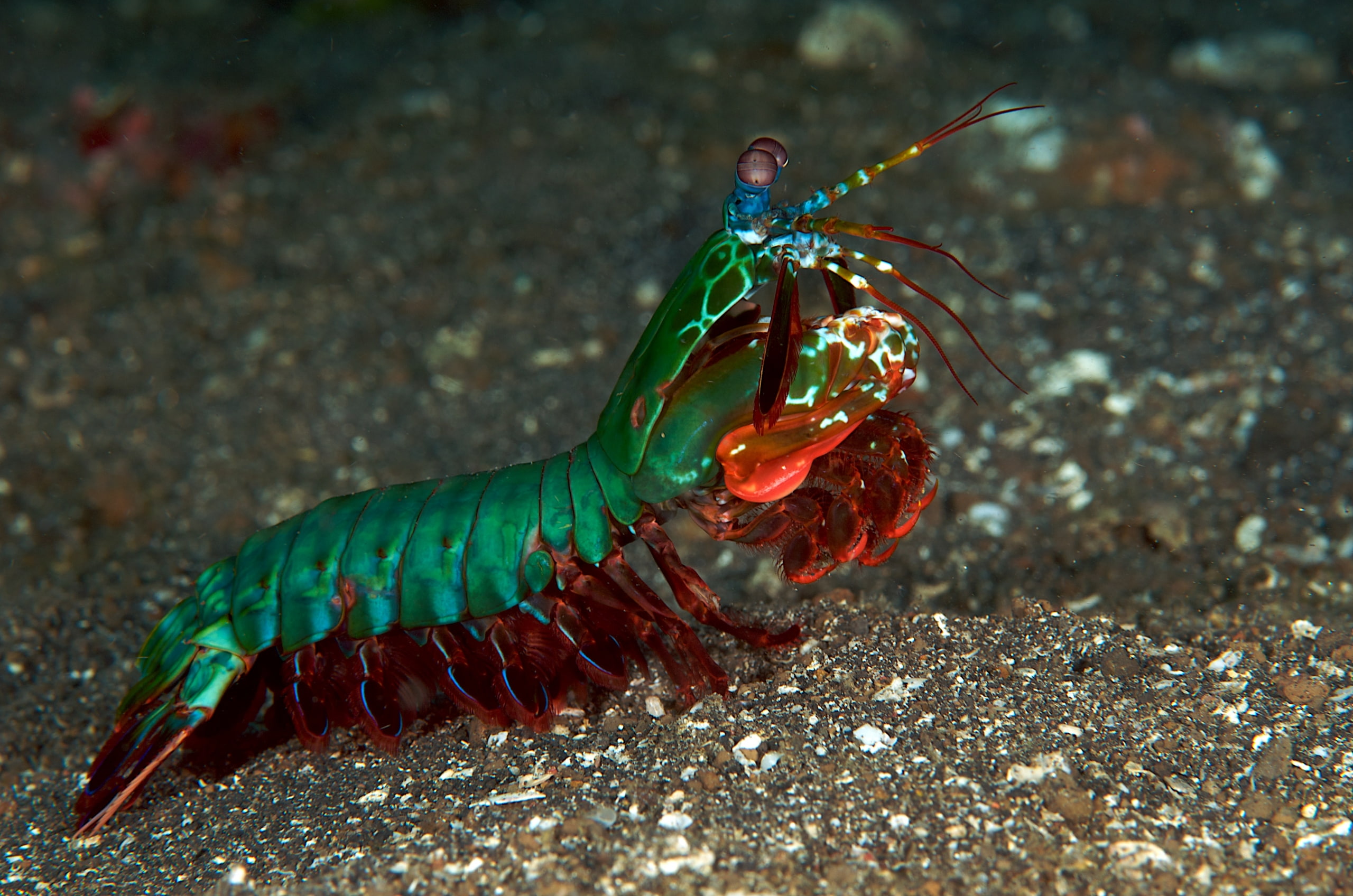 Animal, Mantis Shrimp
