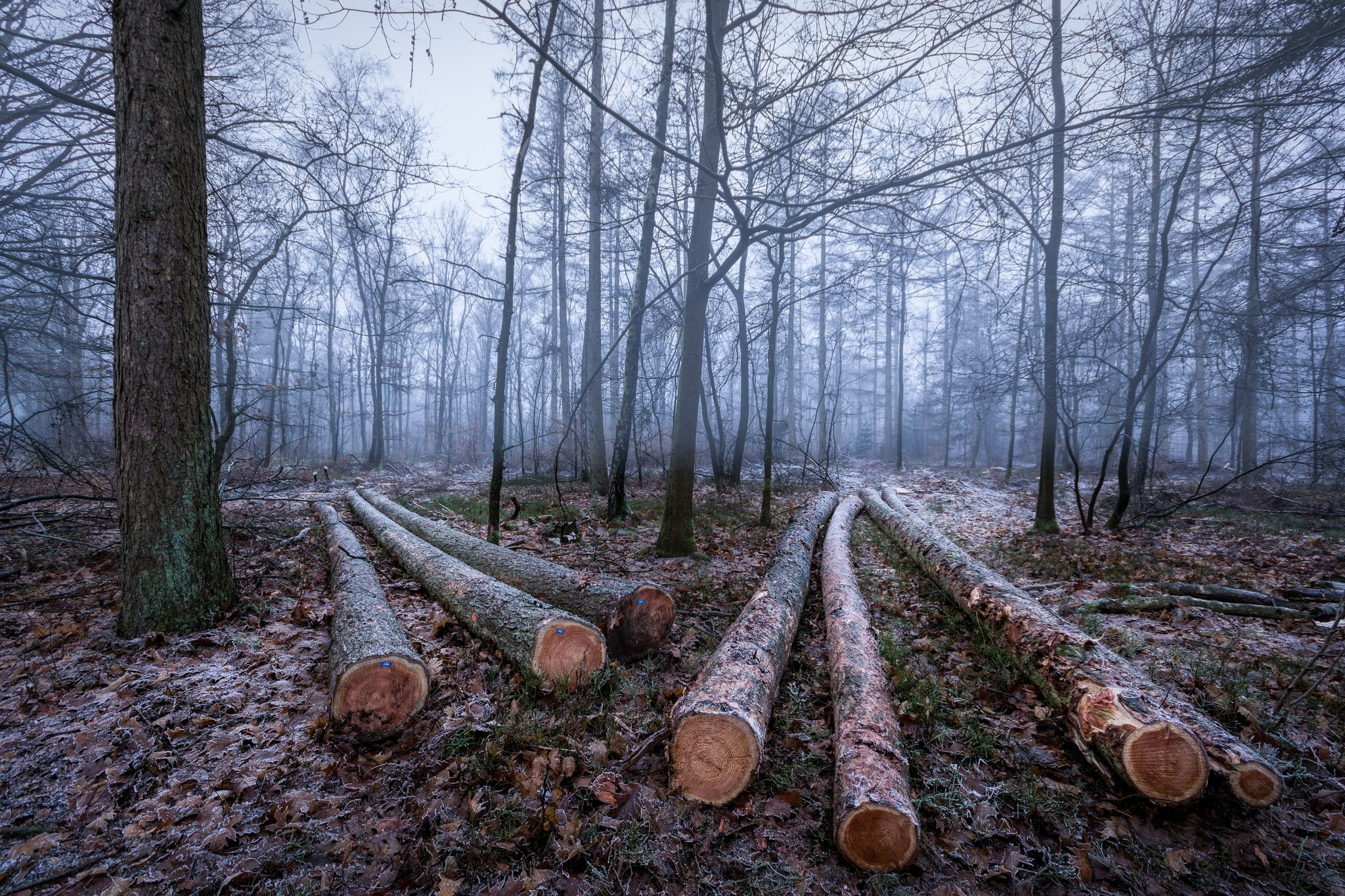 wood, trees, forest, plant, land, woodland, timber, nature