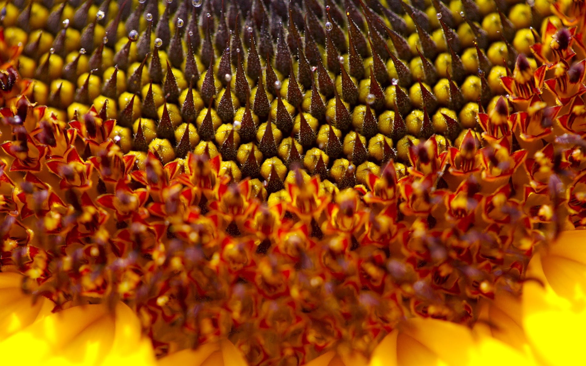yellow Helianthus annuus flower close-up photography, sunflower