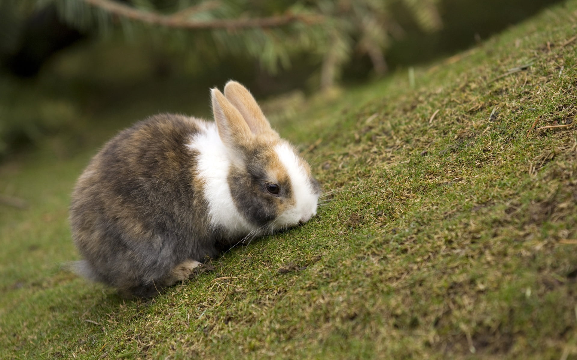 gray and white rabbit, grass, animal, ears, eat, rabbit - Animal