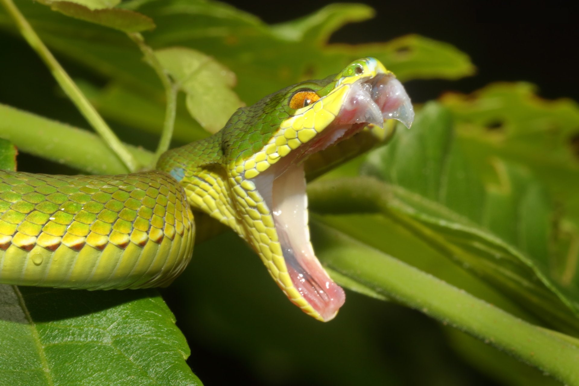 Reptiles, Viper, Green, Snake