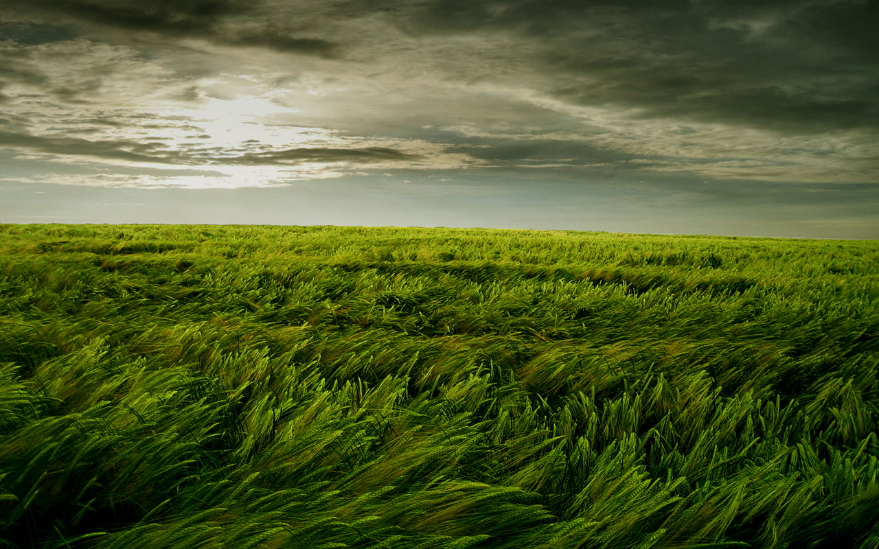field, landscape, clouds