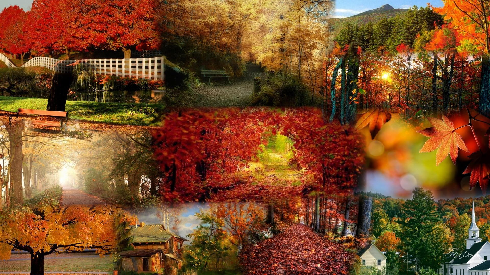 Collage Of Fall Color, orange, path, church, chapel, bright, leaves