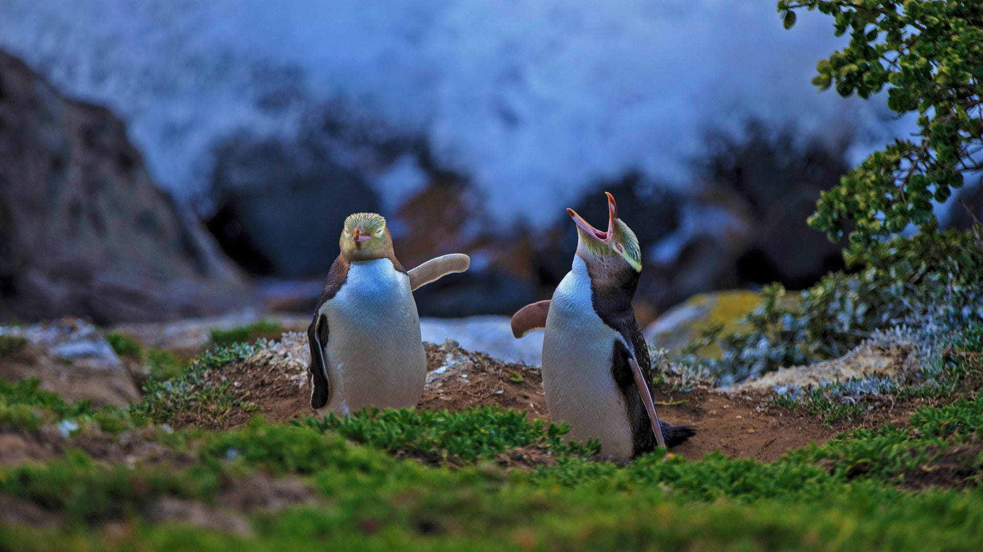 bird, New Zealand, yellow-eyed penguin, Moeraki