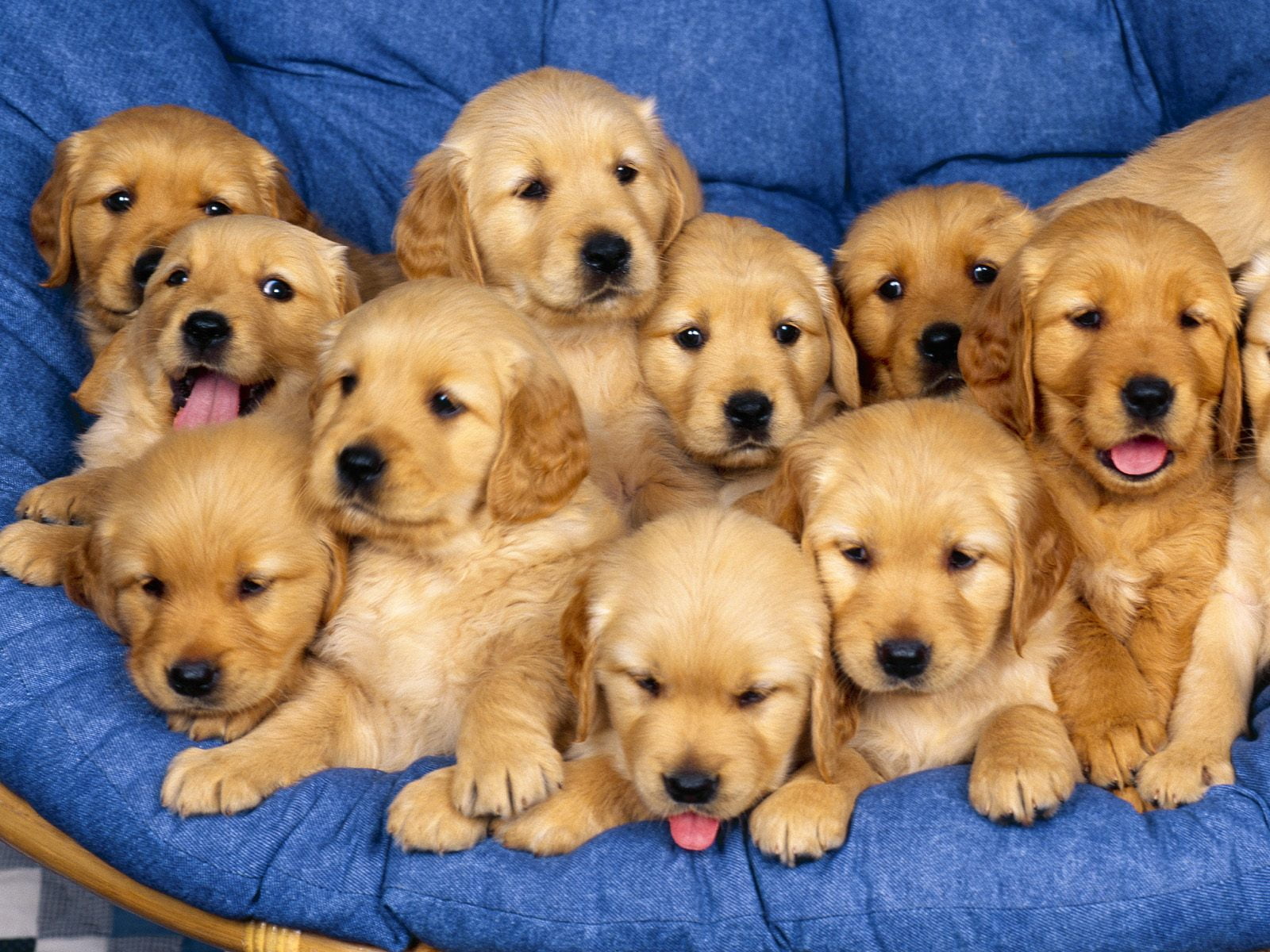 Golden Retriever - Puppies, litter of brown labrador retriever puppies
