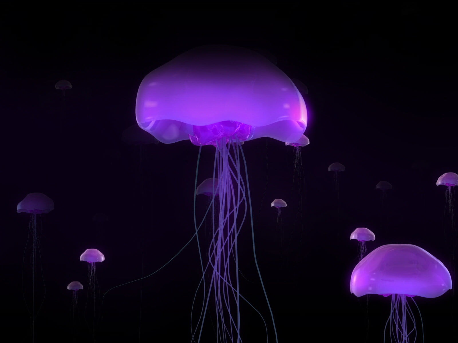 purple jelly fish lot, Medusa, jellyfish, no people, motion, black background