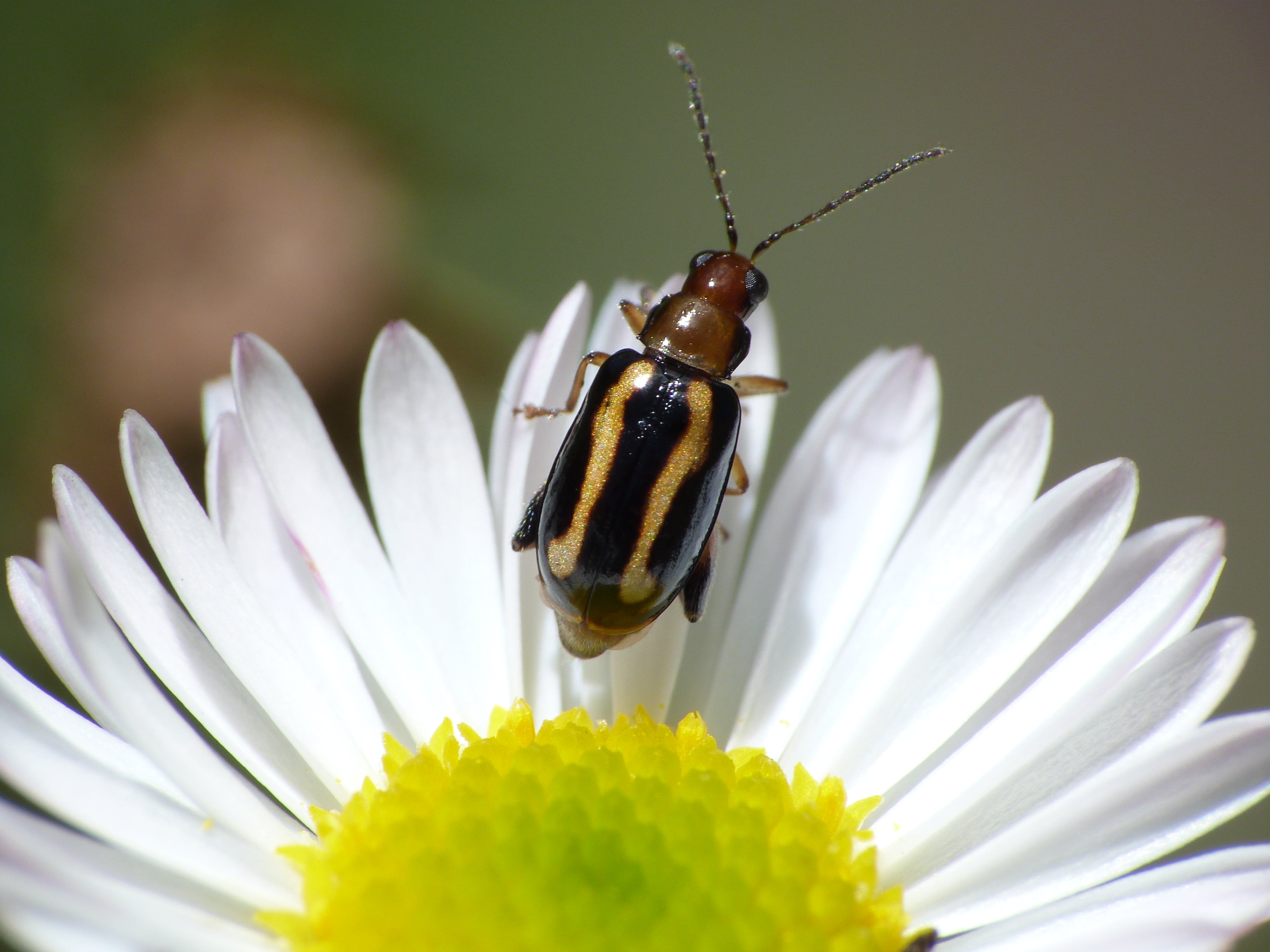 selective focus photography of insect on daisy flower, flower  Bug