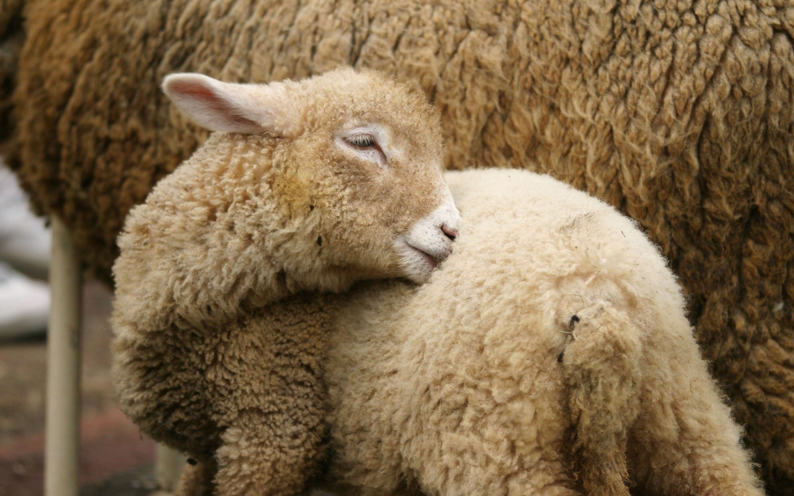 beige sheep, goat, calf, wash, animal, wool, livestock, farm