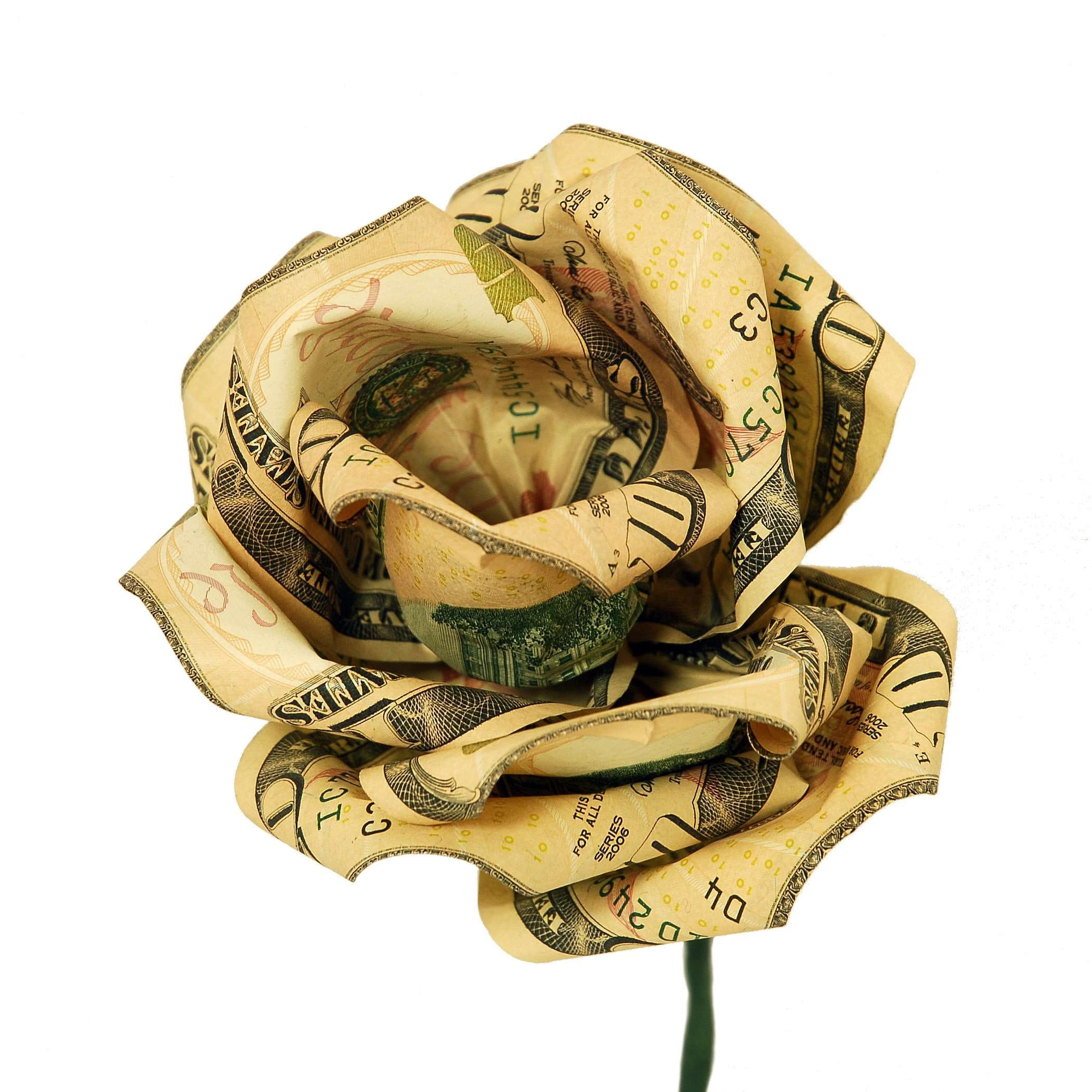 cash, currency, dollar, finance, flower, gift, money, rose