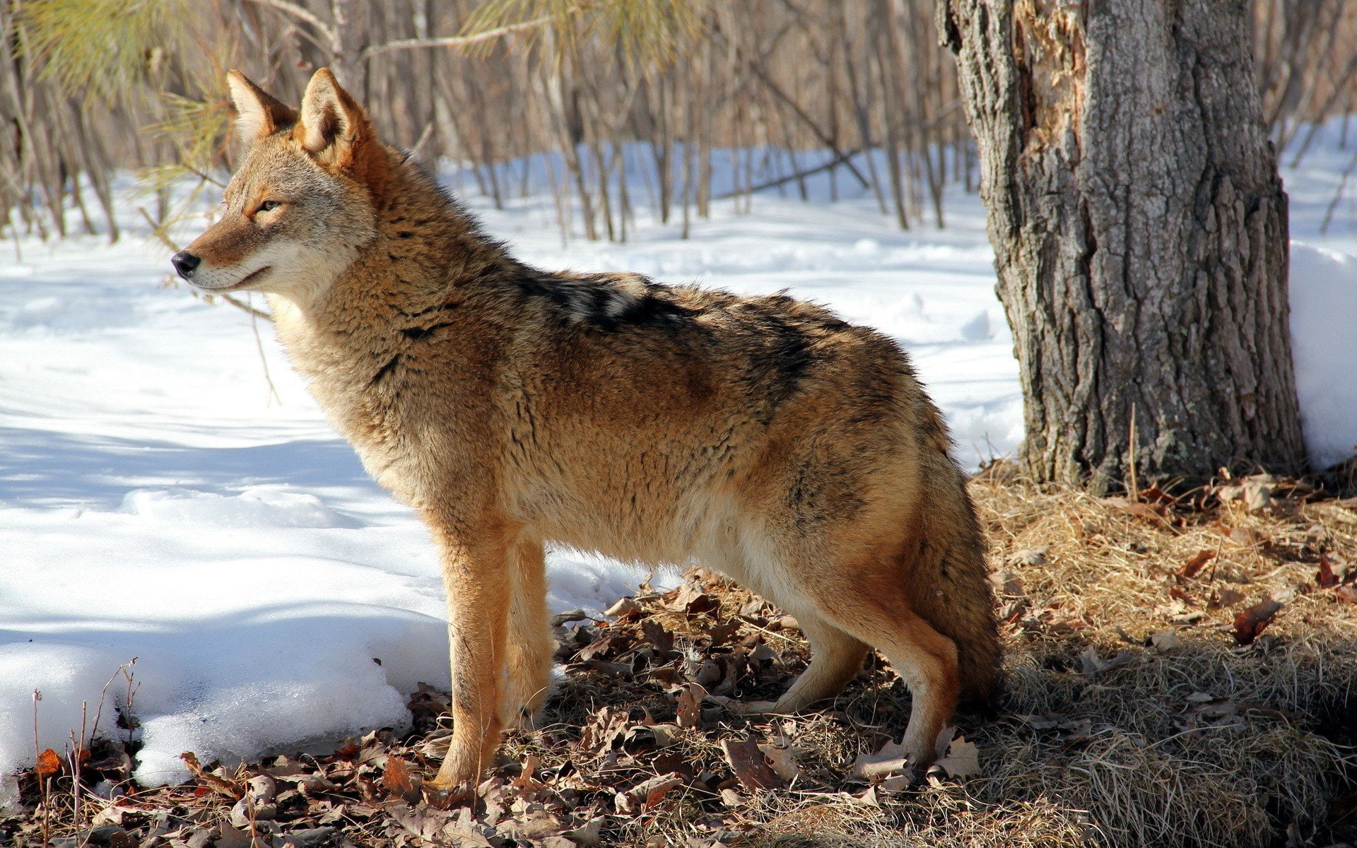 wolf