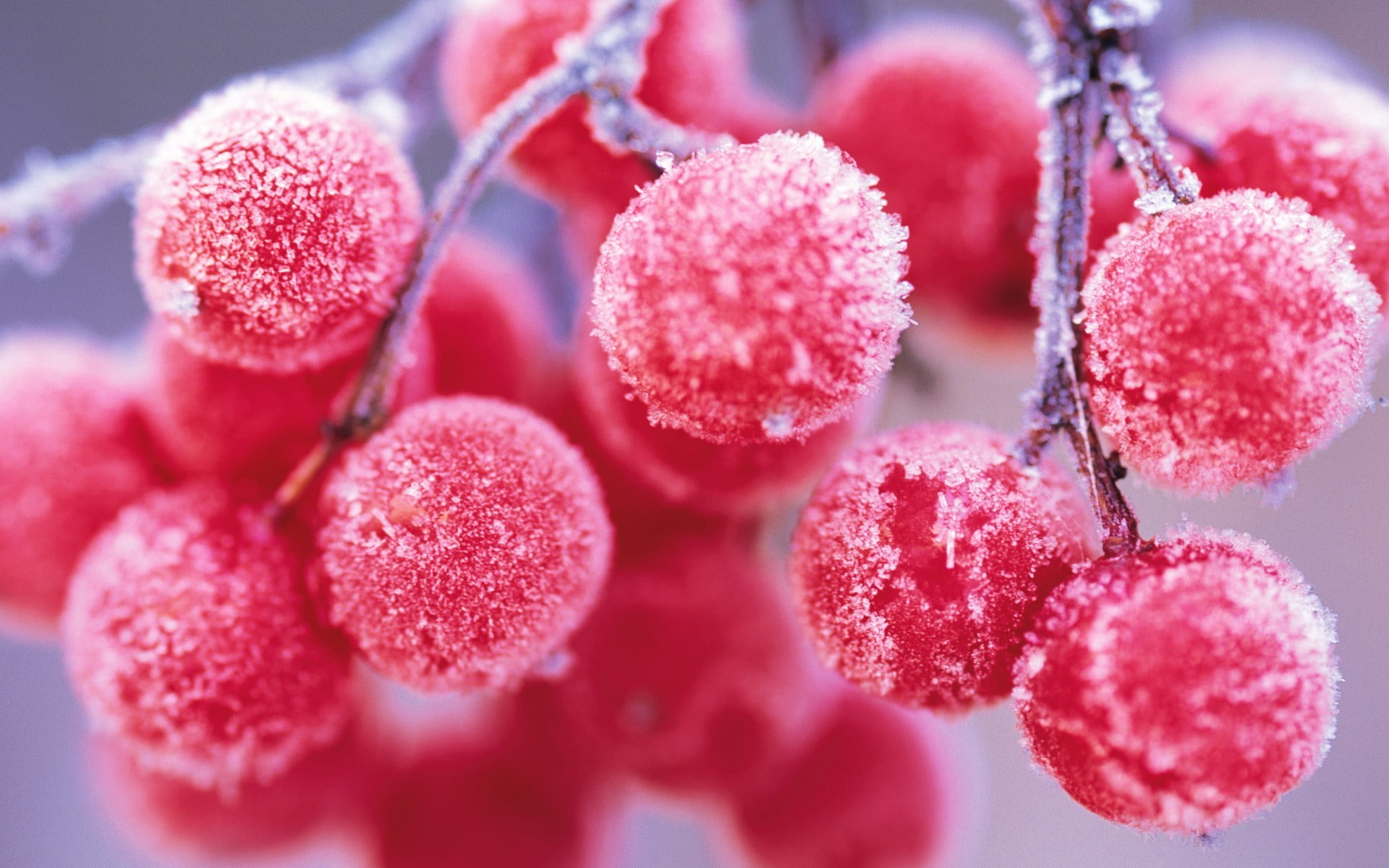 cherry fruits, macro, food, depth of field, frost, pink, red