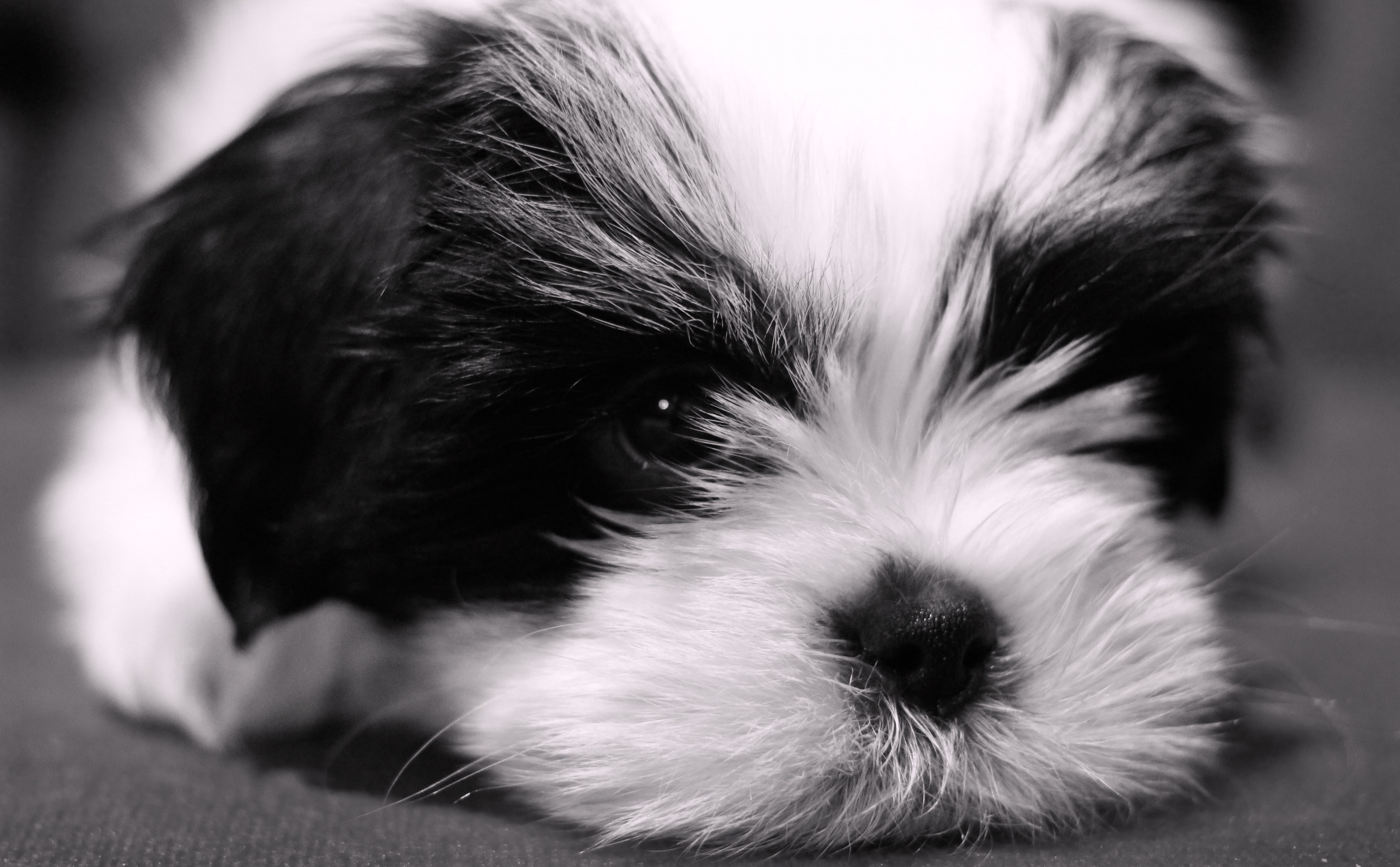 Milo the Malshi, long-coated white and black puppy, Cute, dogs