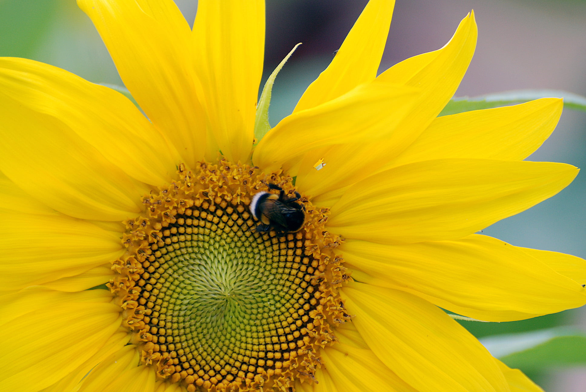 Carpenter Bee on sunflower, On the sun, 6G, VR, IF, ED, AF, NIKKOR