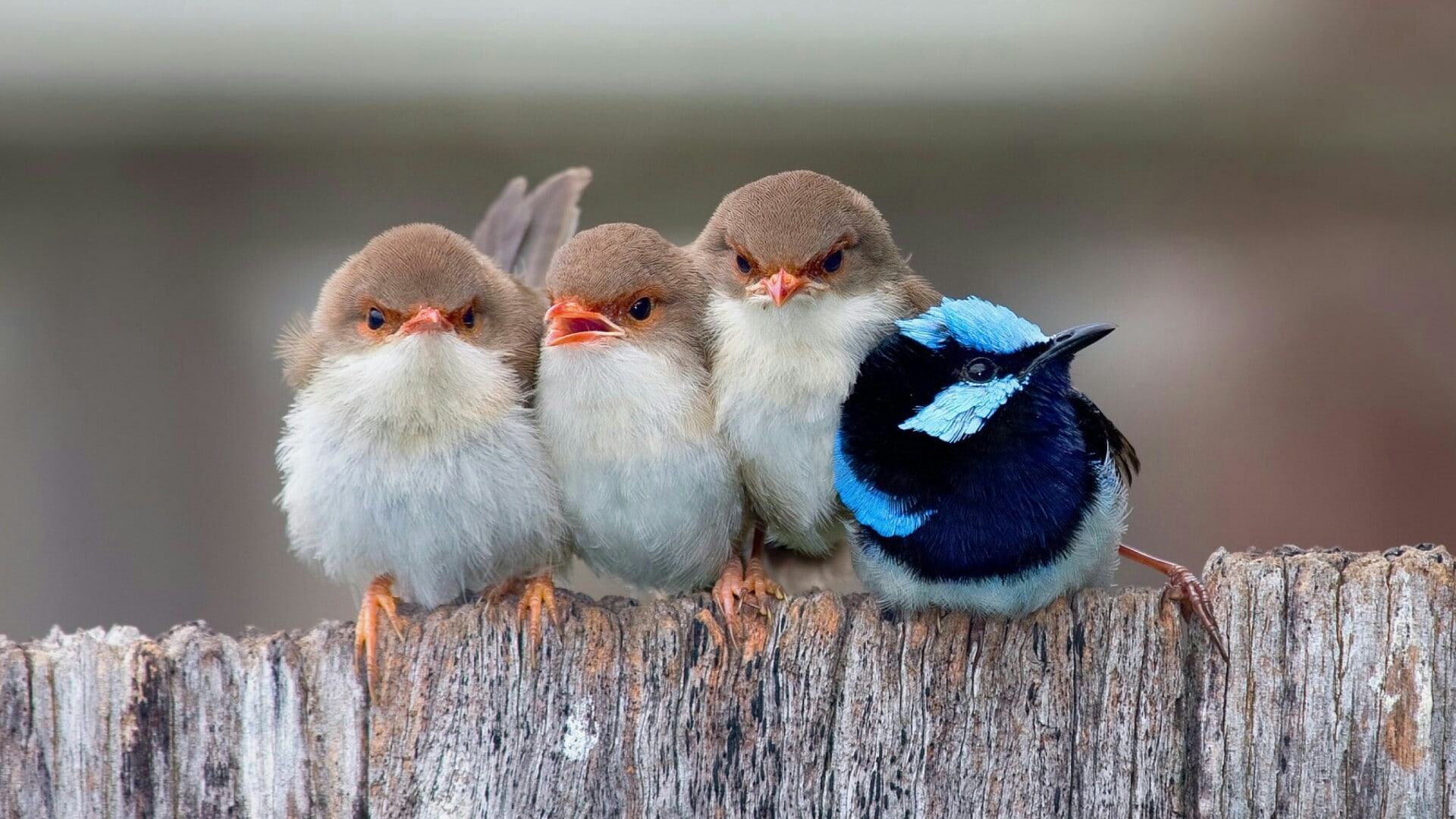 birds, cute, fuzzy, little bird, huddle
