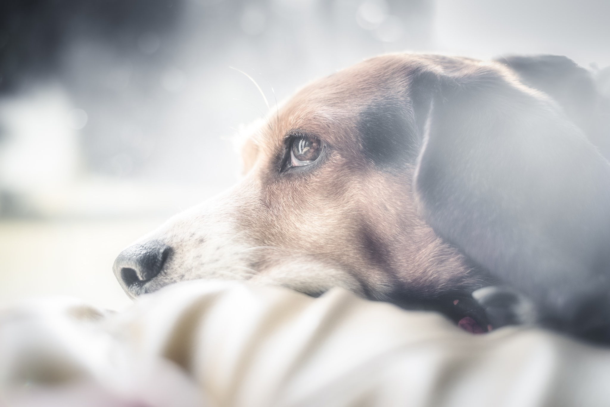 beagle