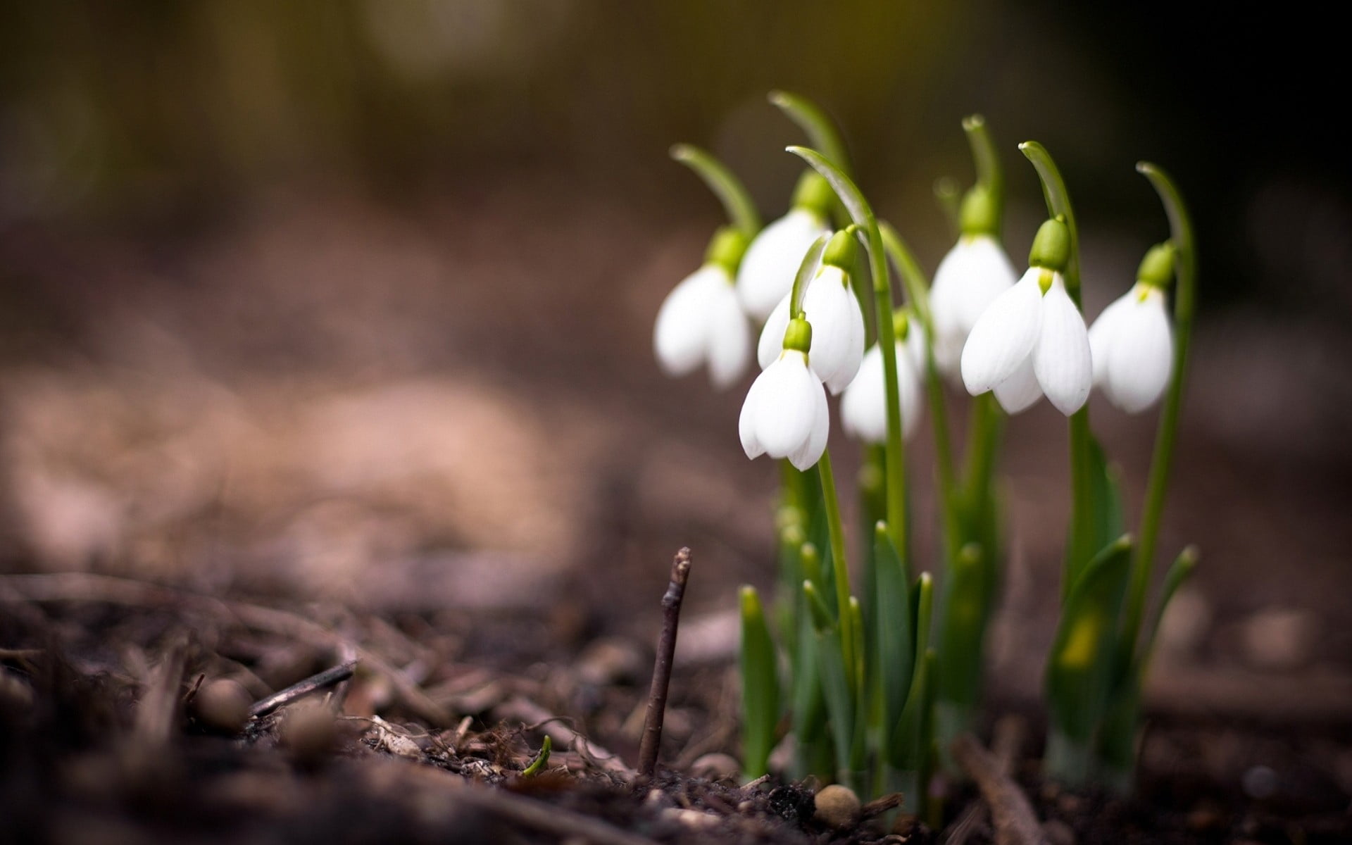 white snowdrop flowers, snowdrops, spring, white flowers, depth of field