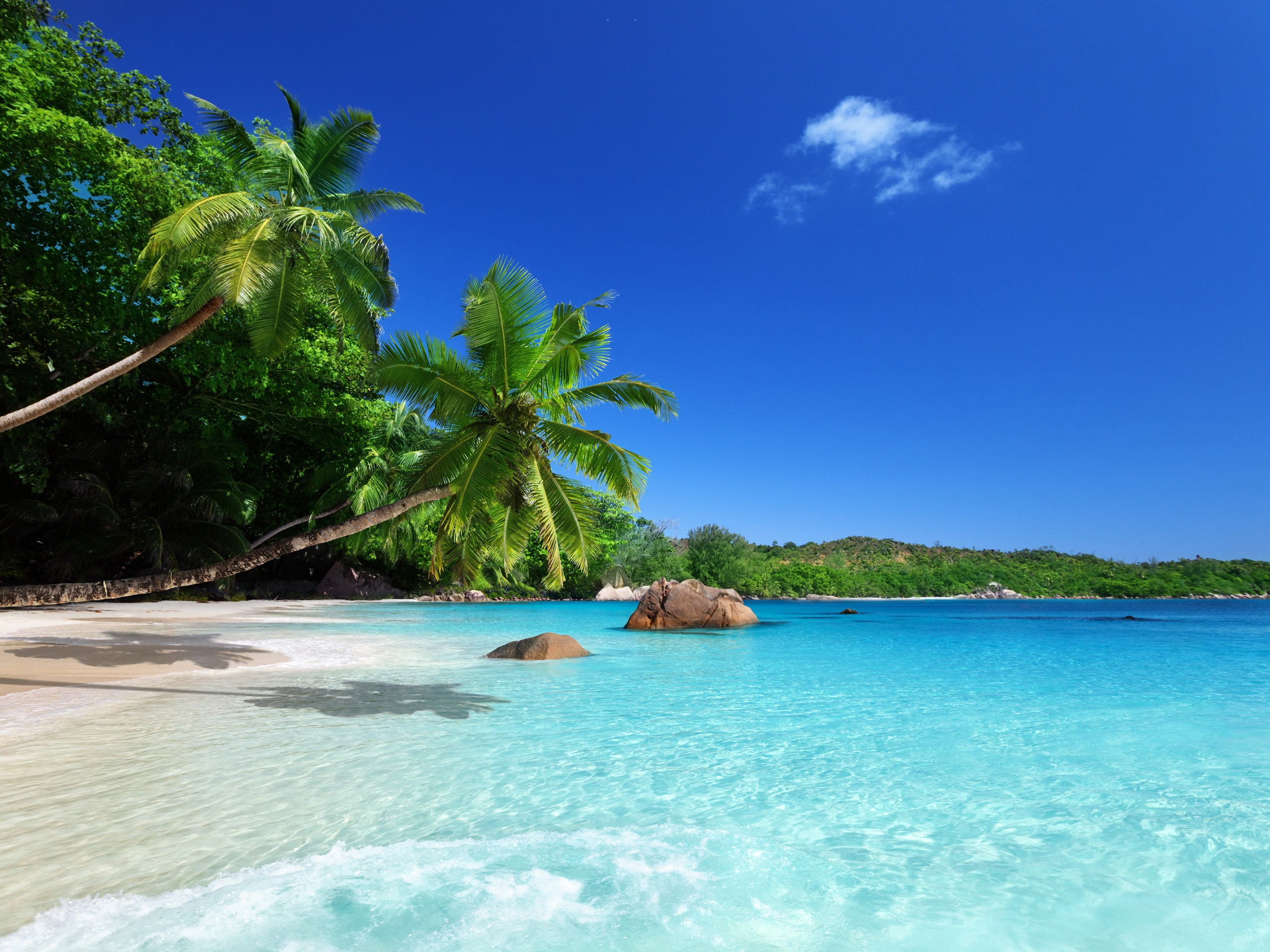 Tropical paradise, sunshine, beach, coast, sea, palm trees