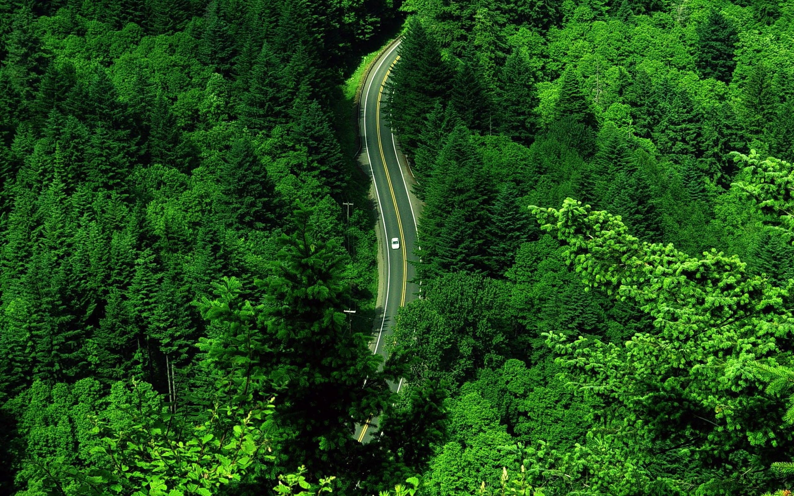 green leafed tree, road, top view, grass, trees, forest, nature