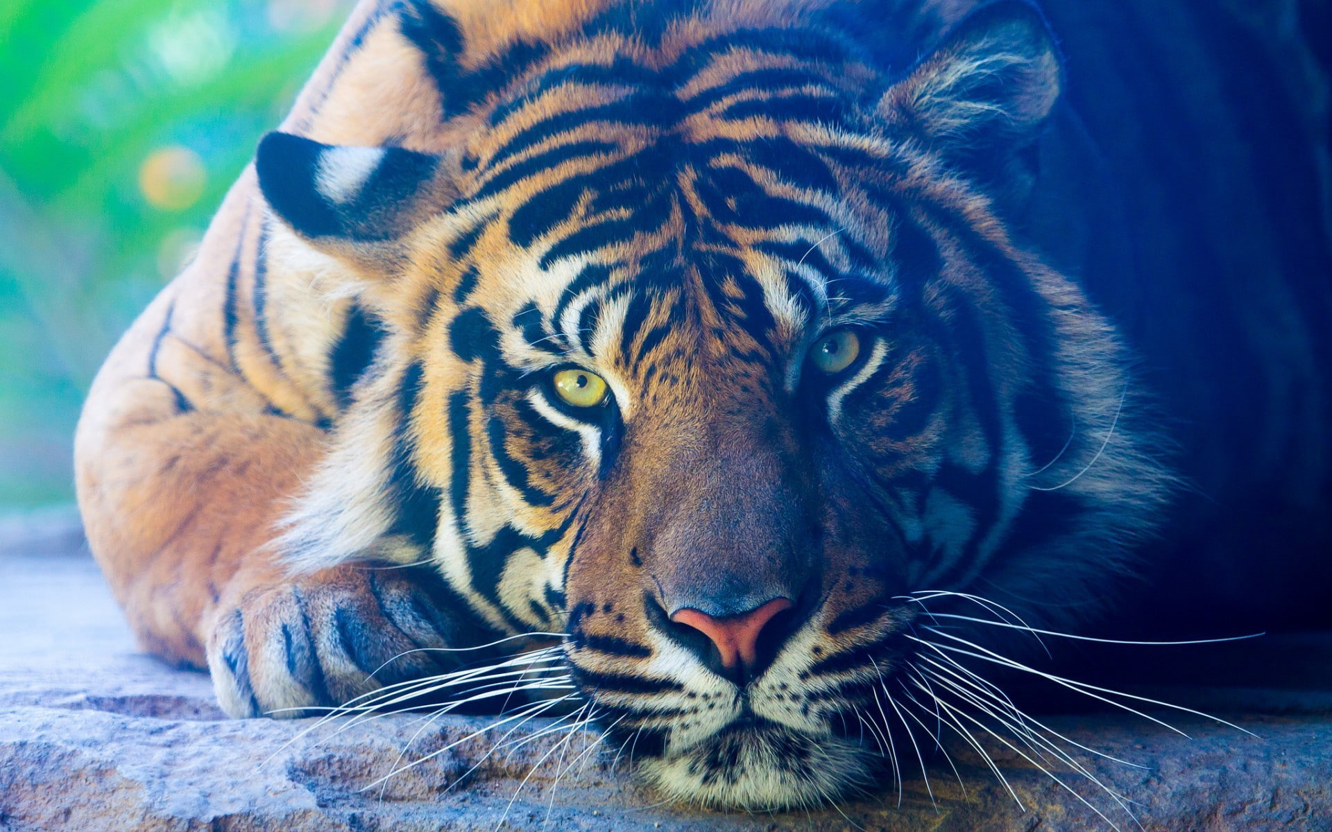 tiger, big cats, animals, wildlife, closeup