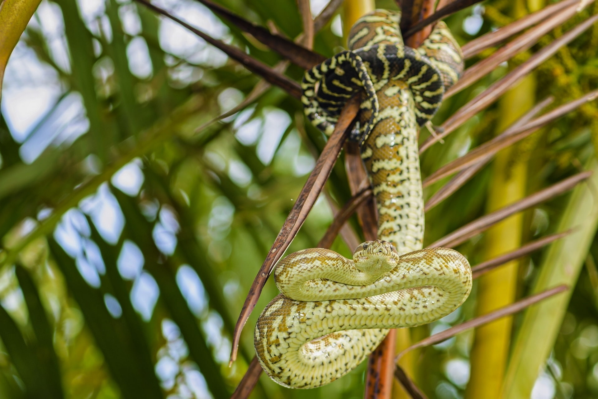 Reptiles, Python, Snake