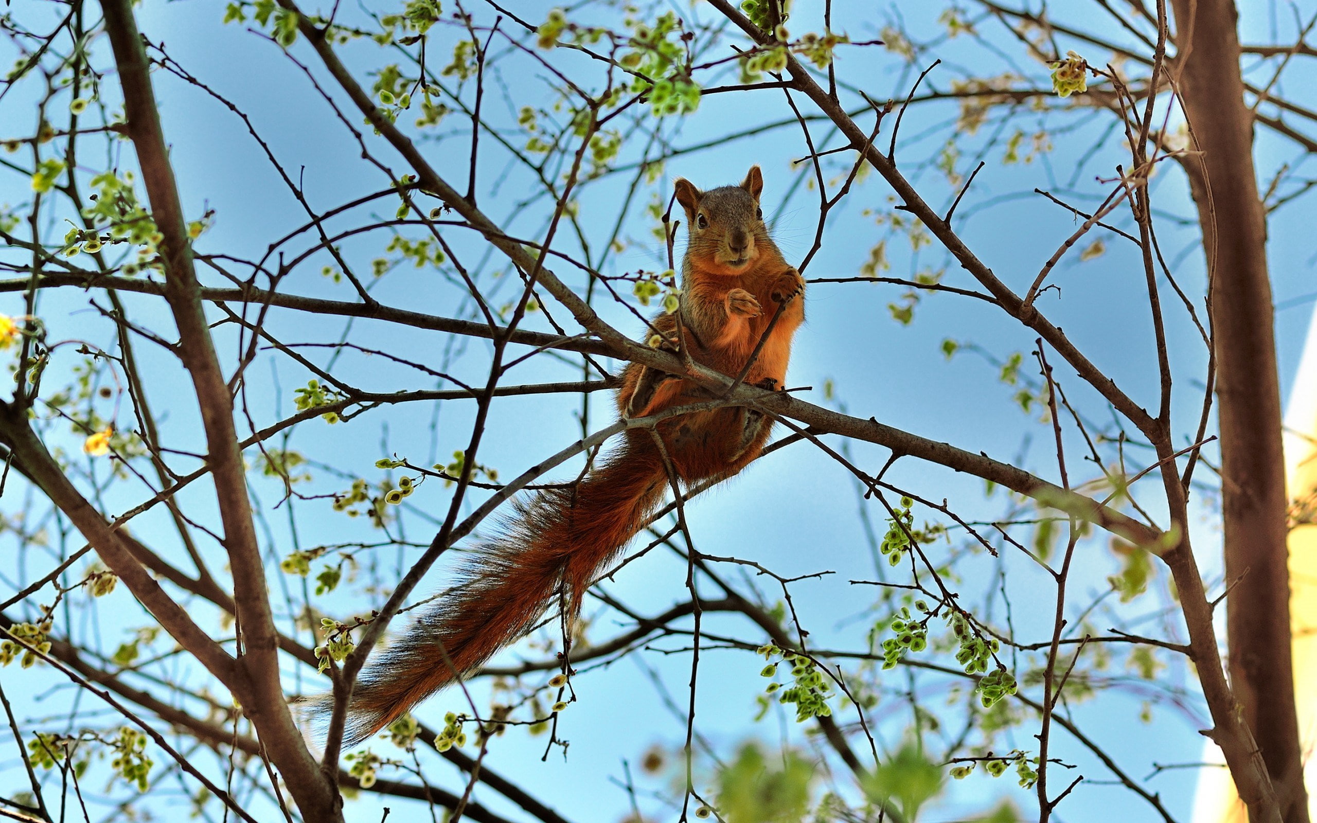 squirrel