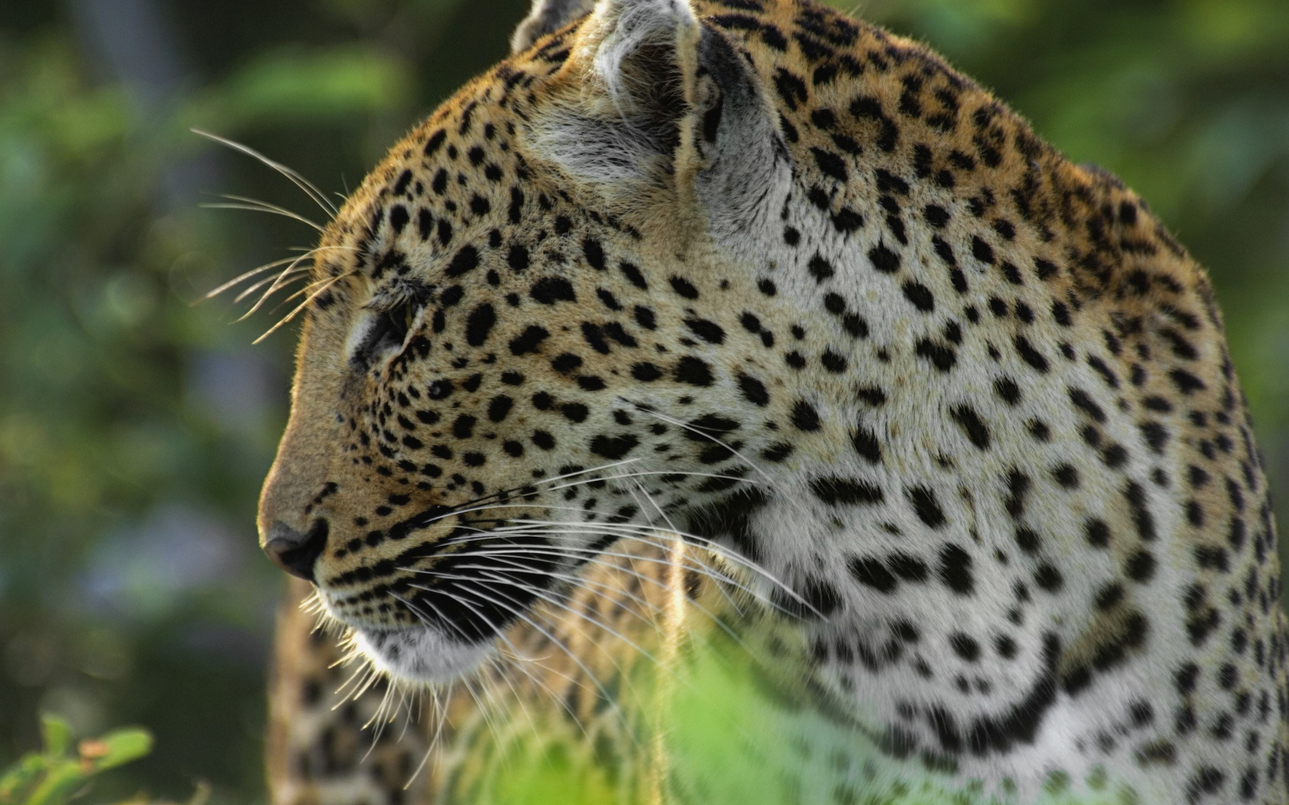 leopard