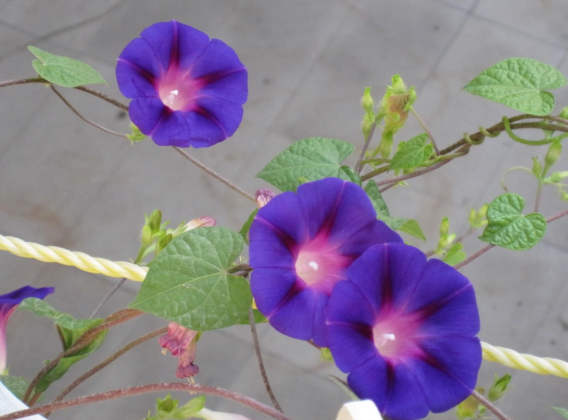 blue-and-pink morning glory flowers, bindweed, bright, green