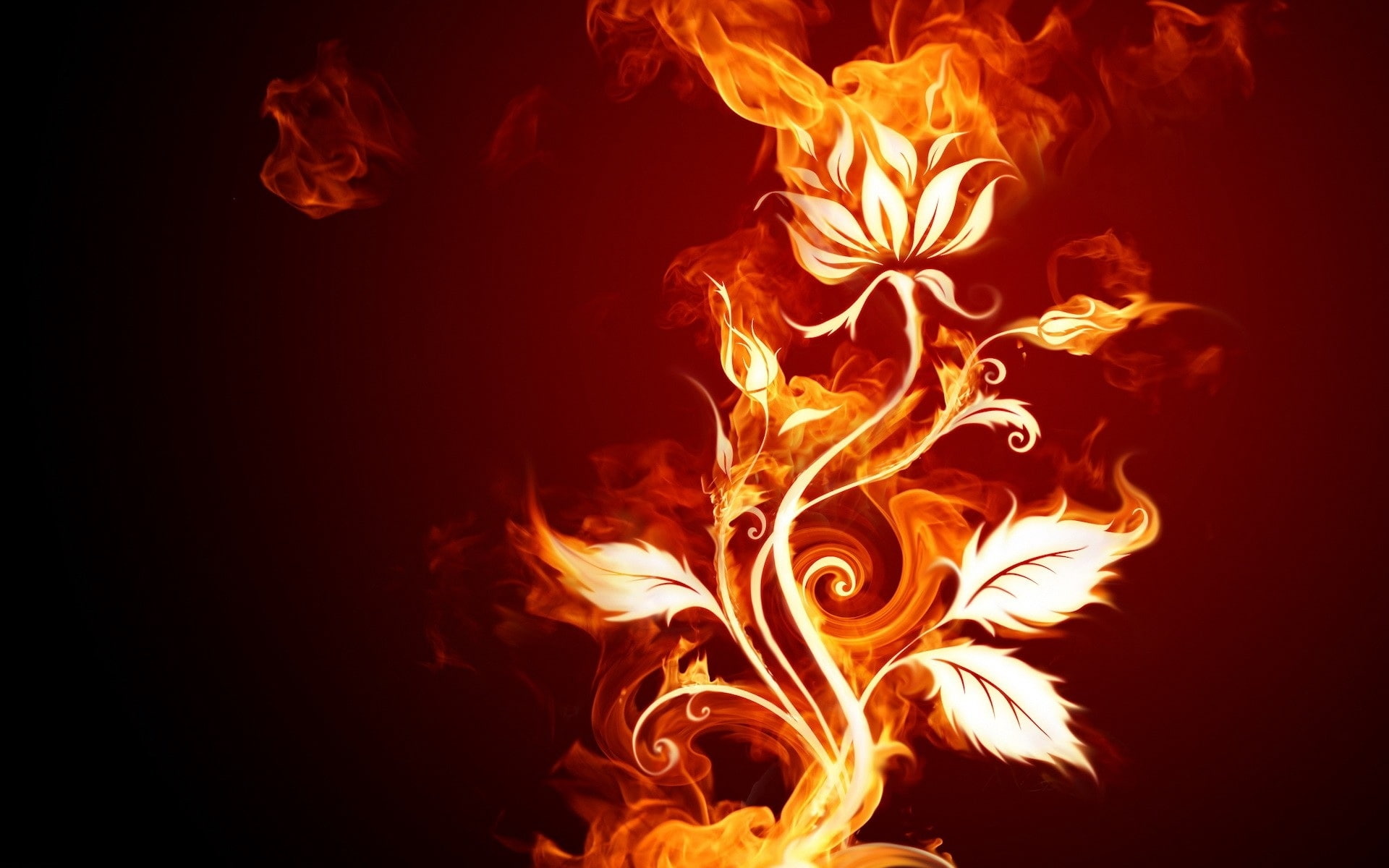 rose, fire, patterns, backgrounds