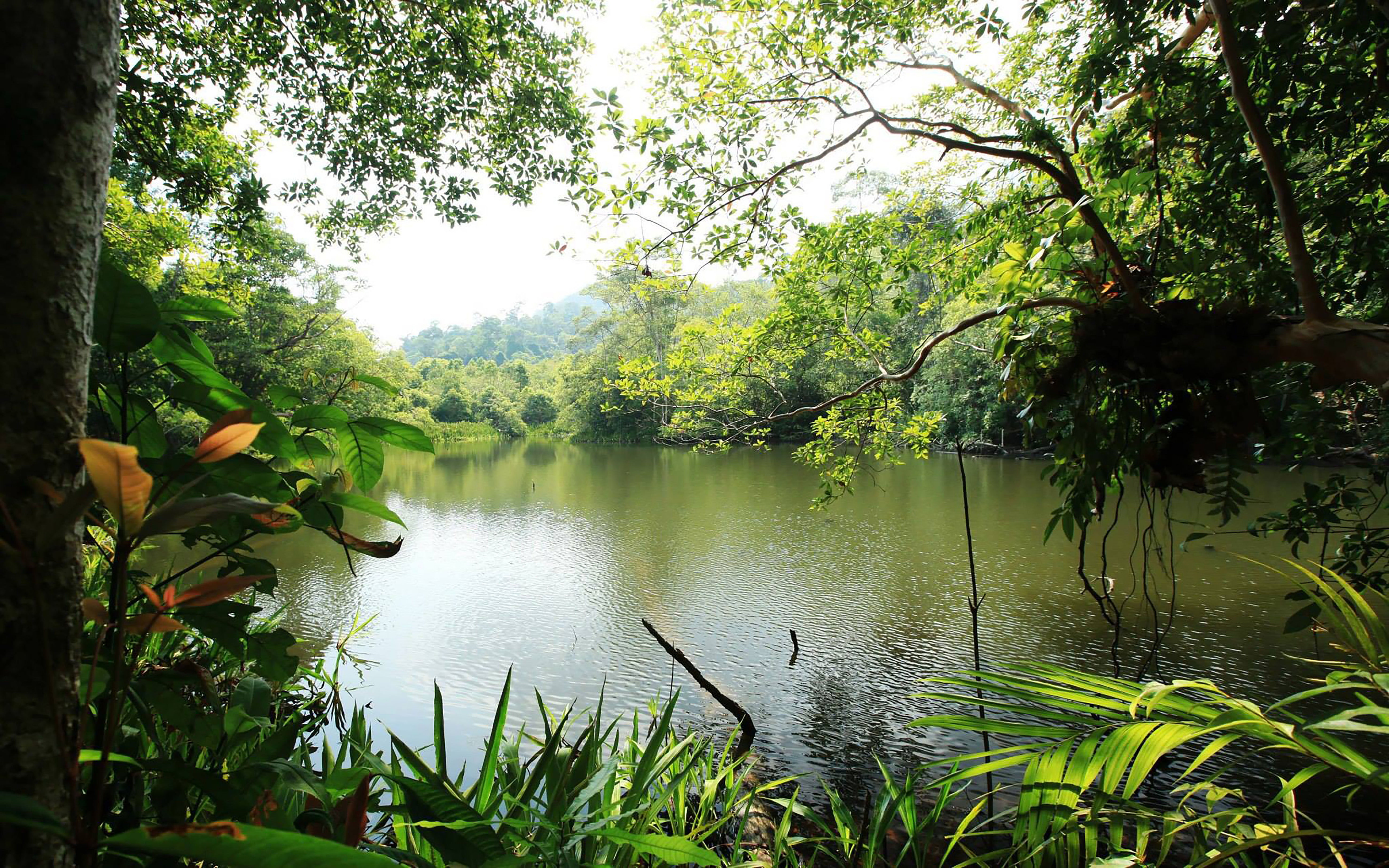 Trophic Landscape Jungle River Lake Water Rain Forest Lush Green Vegetation Landscape Nature Desktop Wallpaper Hd 5200×3250